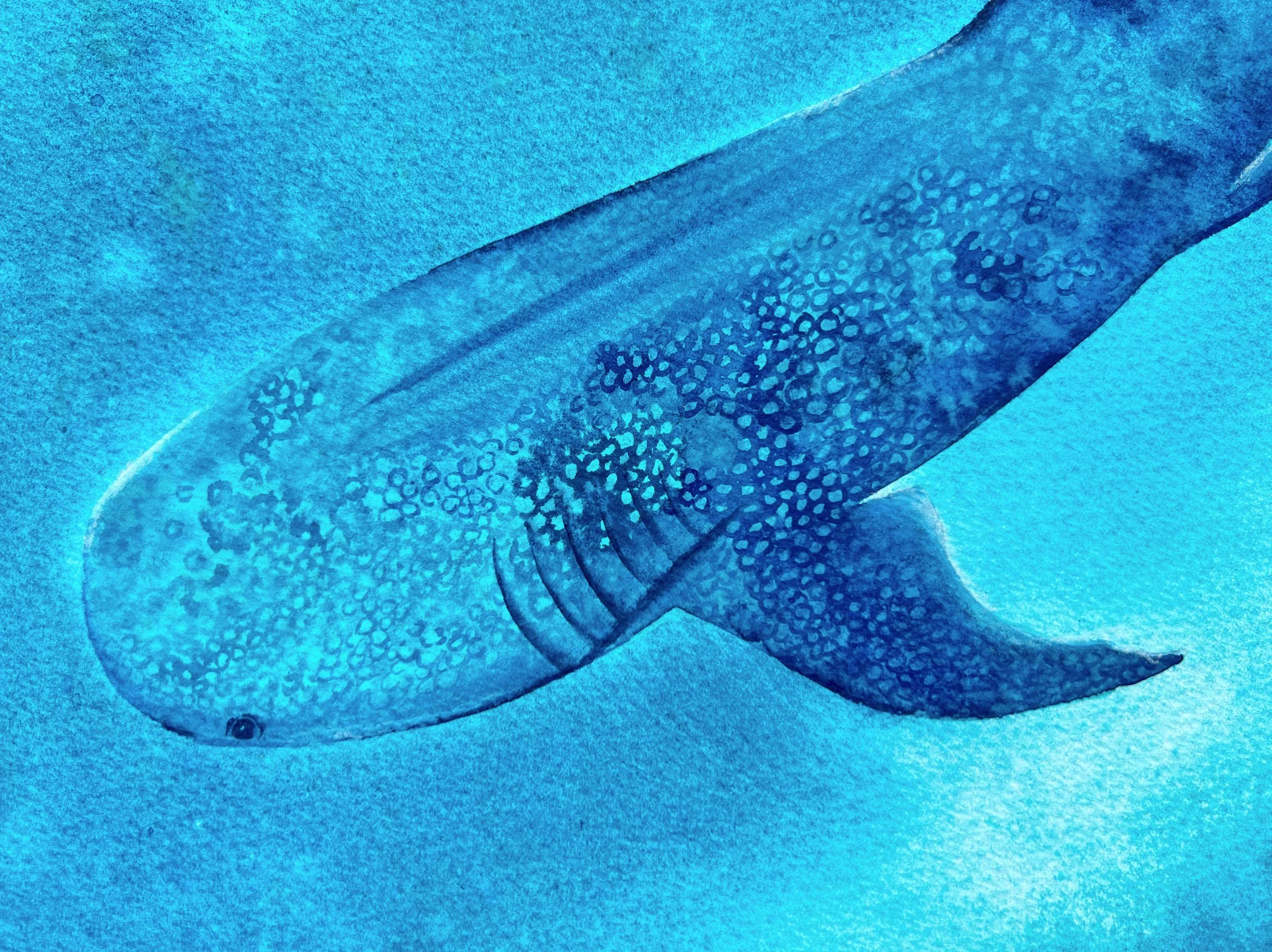 A closeup of the head of a whale shark swimming underwater.