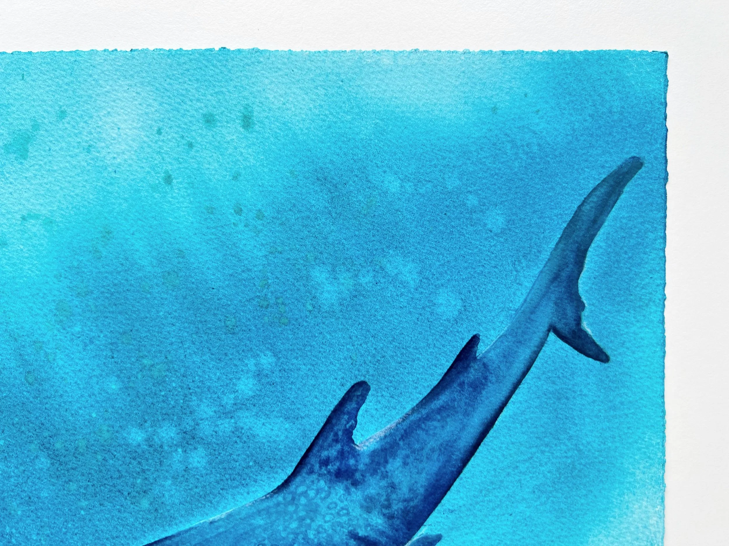 A closeup of the tale of a whale shark swimming underwater and the entire top right corner.