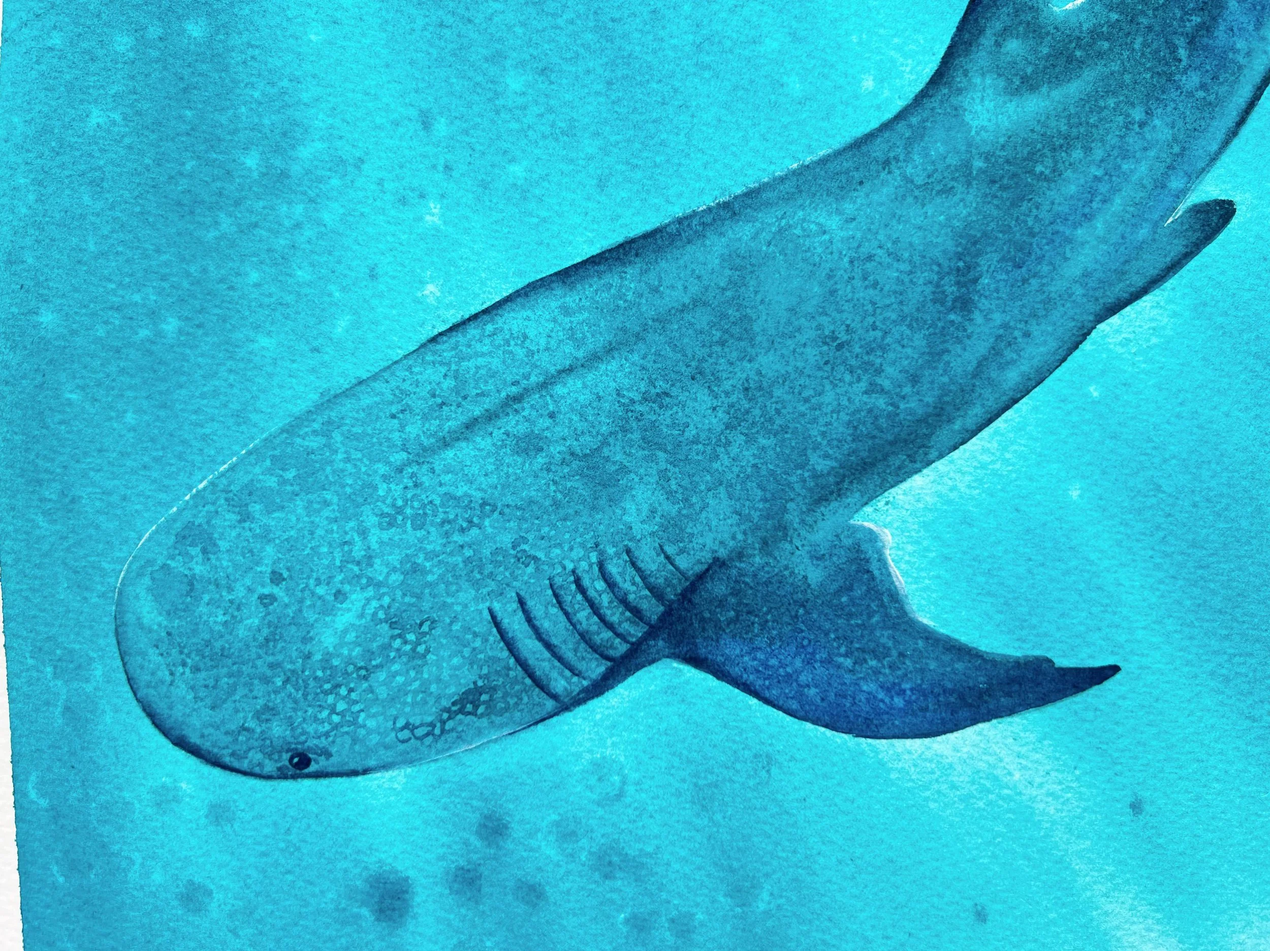 This original watercolor features the head of a gentle whale shark swimming underwater framed in a light oak frame for display purposes only.