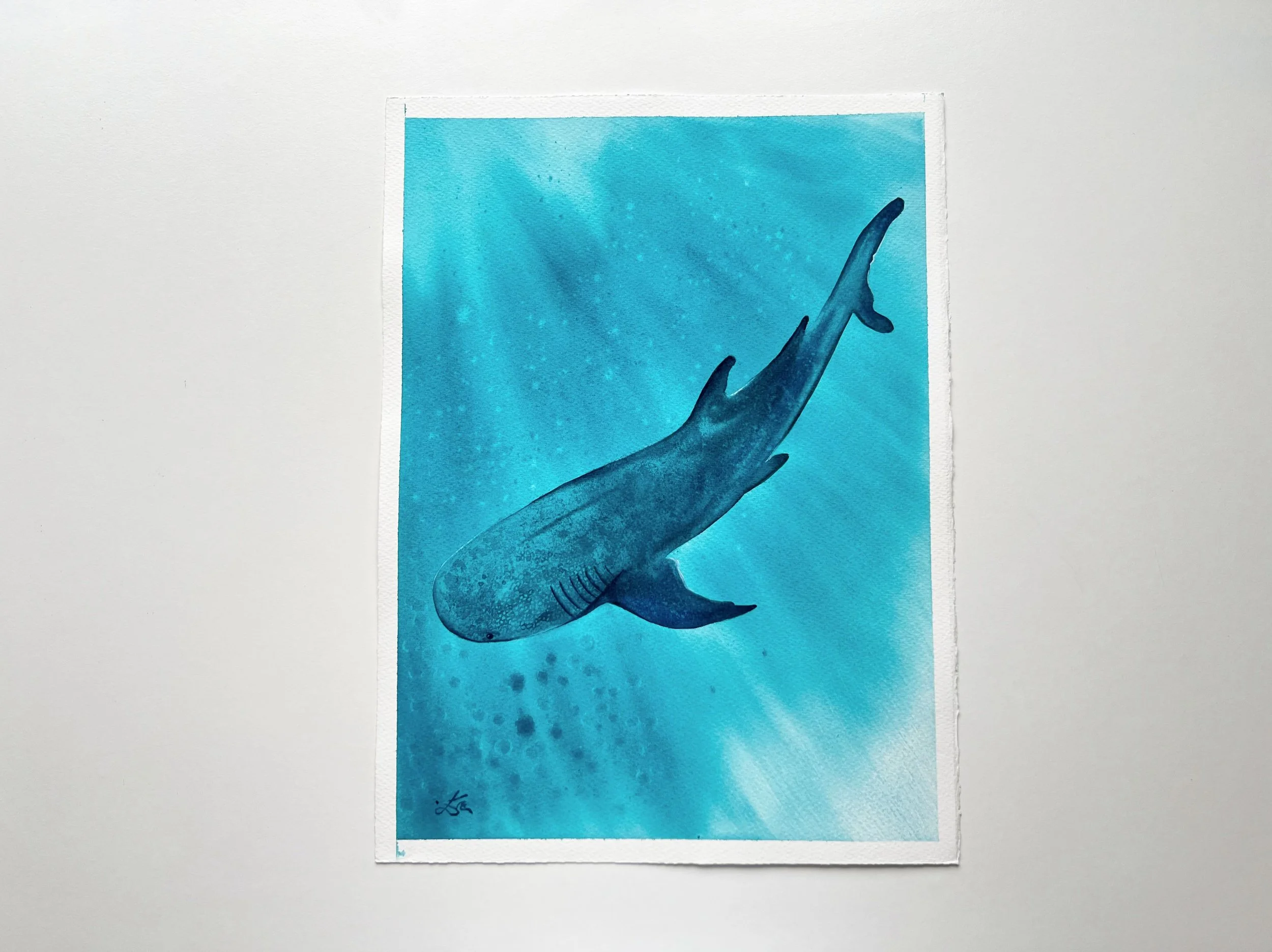 A closeup of a whale shark swimming underwater.