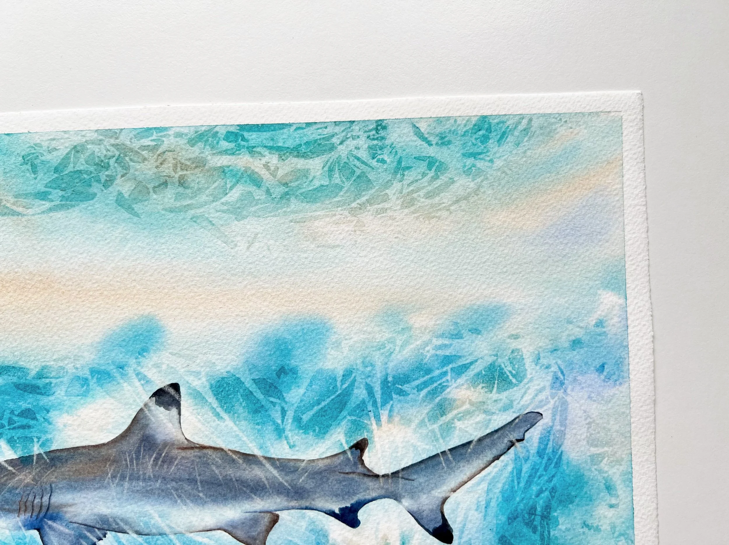 super zoomed top right corner of the blue shark