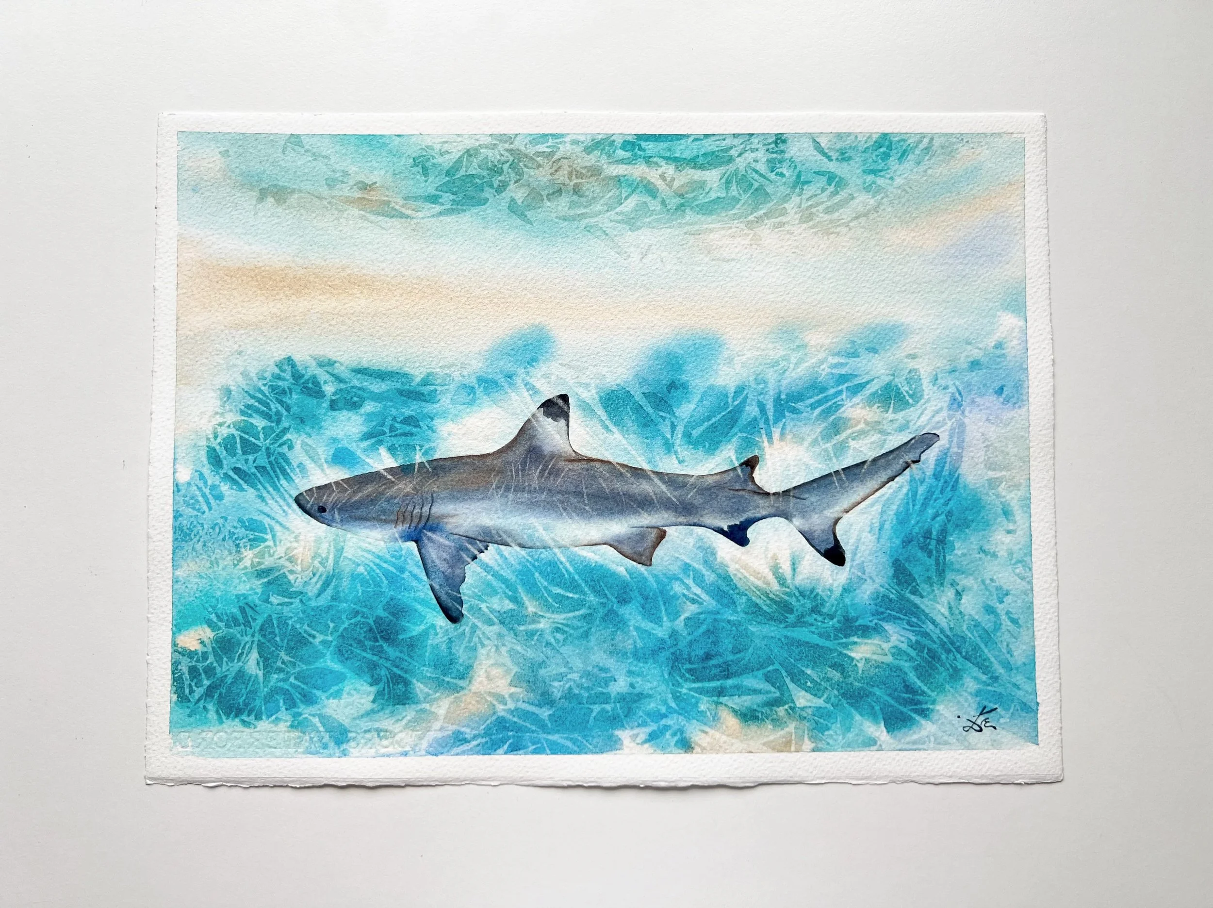 Closeup of Sunlit Shark - Original Watercolor Painting of a Blue Shark on a plain white background.