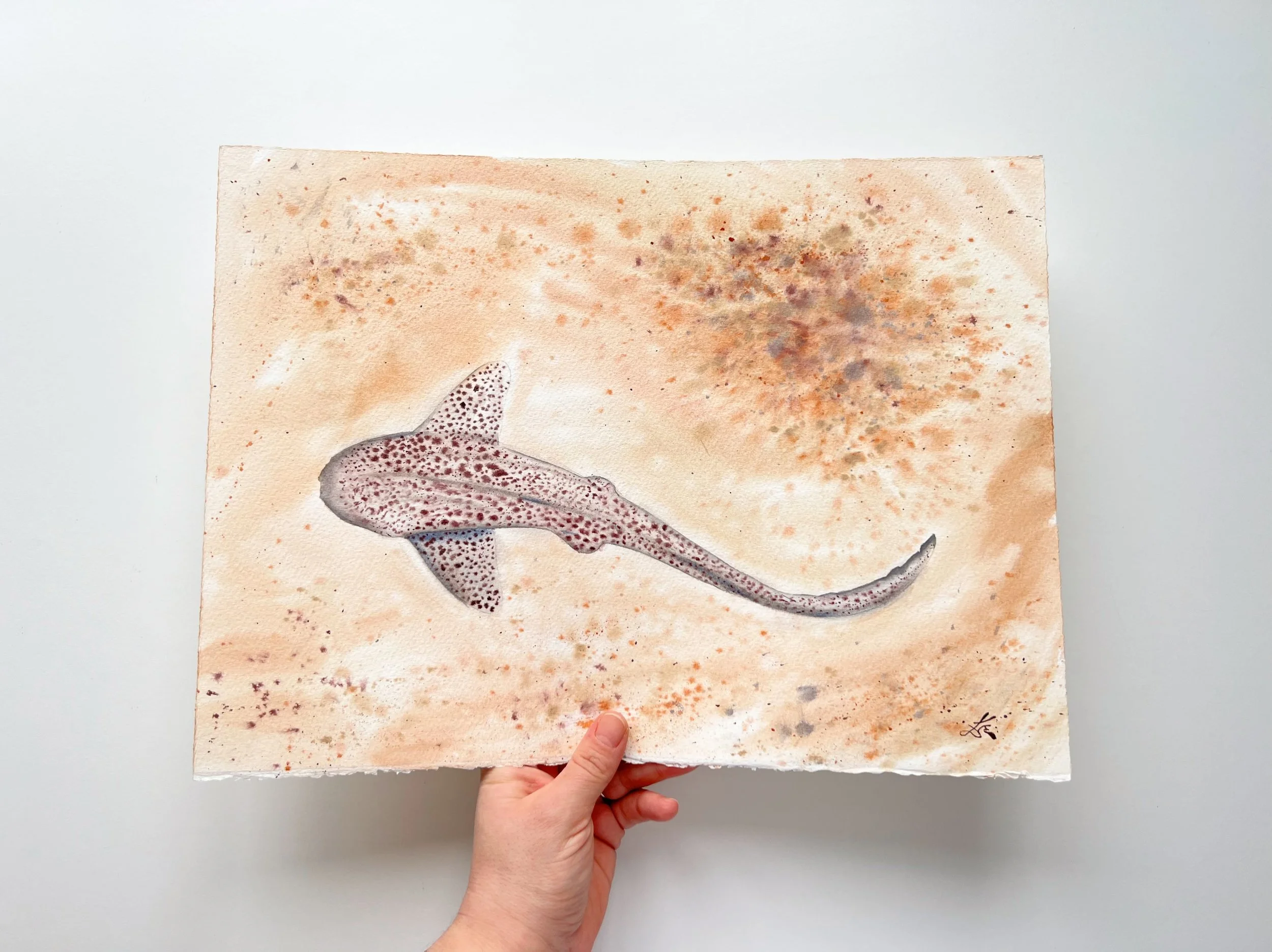 Close up of Leopard Shark in my hand. This is an Original Watercolor Painting of a Triakis Semifascia shark. This is marine Wall Art by Ralice Art