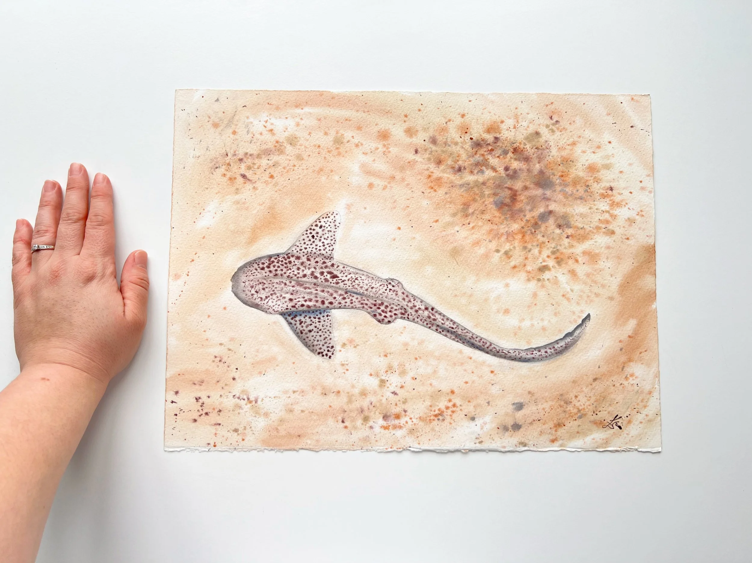 Close up of Leopard Shark. This is an Original Watercolor Painting of a Triakis Semifascia shark. This is marine Wall Art by Ralice Art
