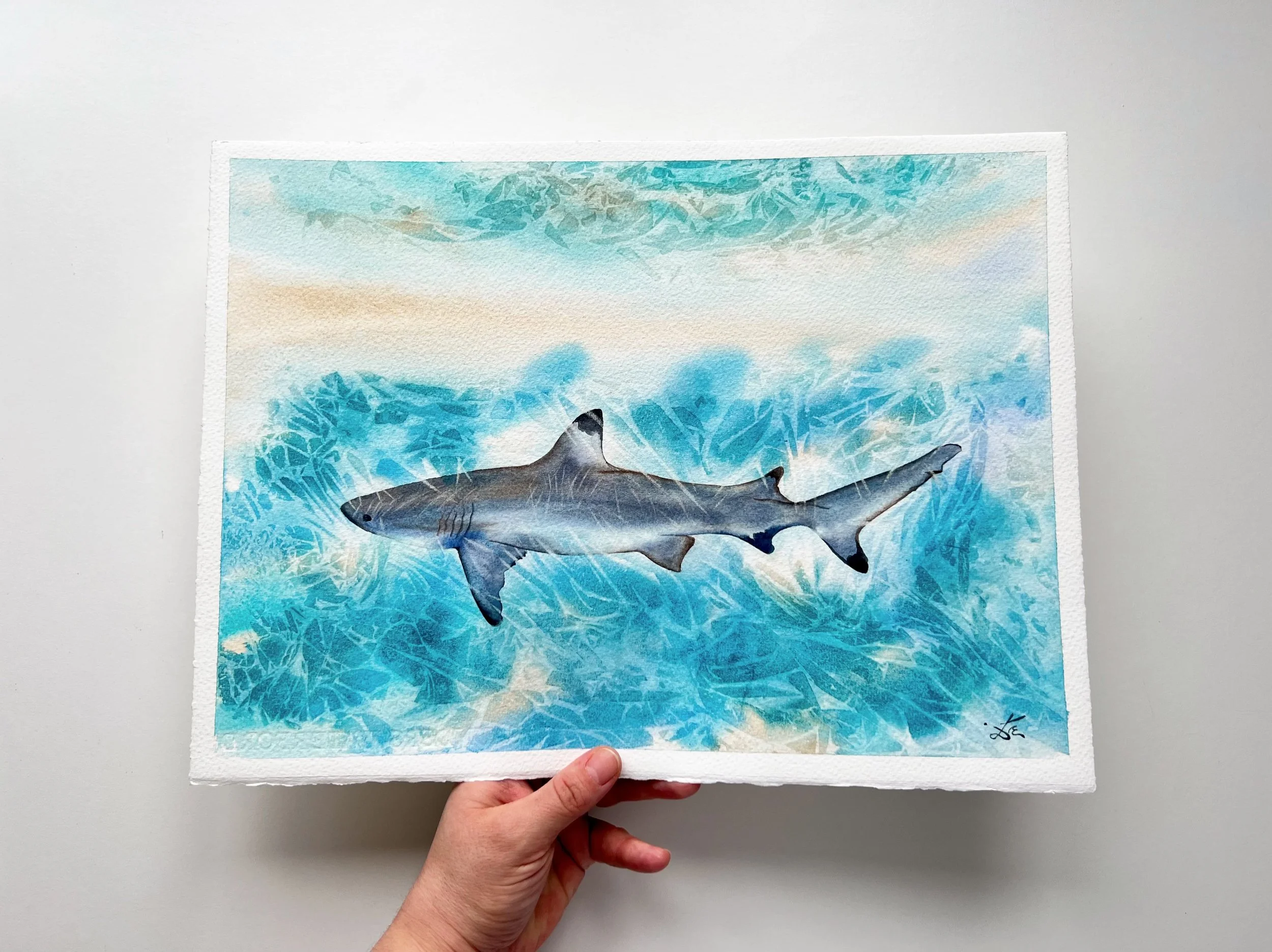 Close up from the Sunlit Shark where I am holding it for size measuring. Original Watercolor Painting of a Blue Shark