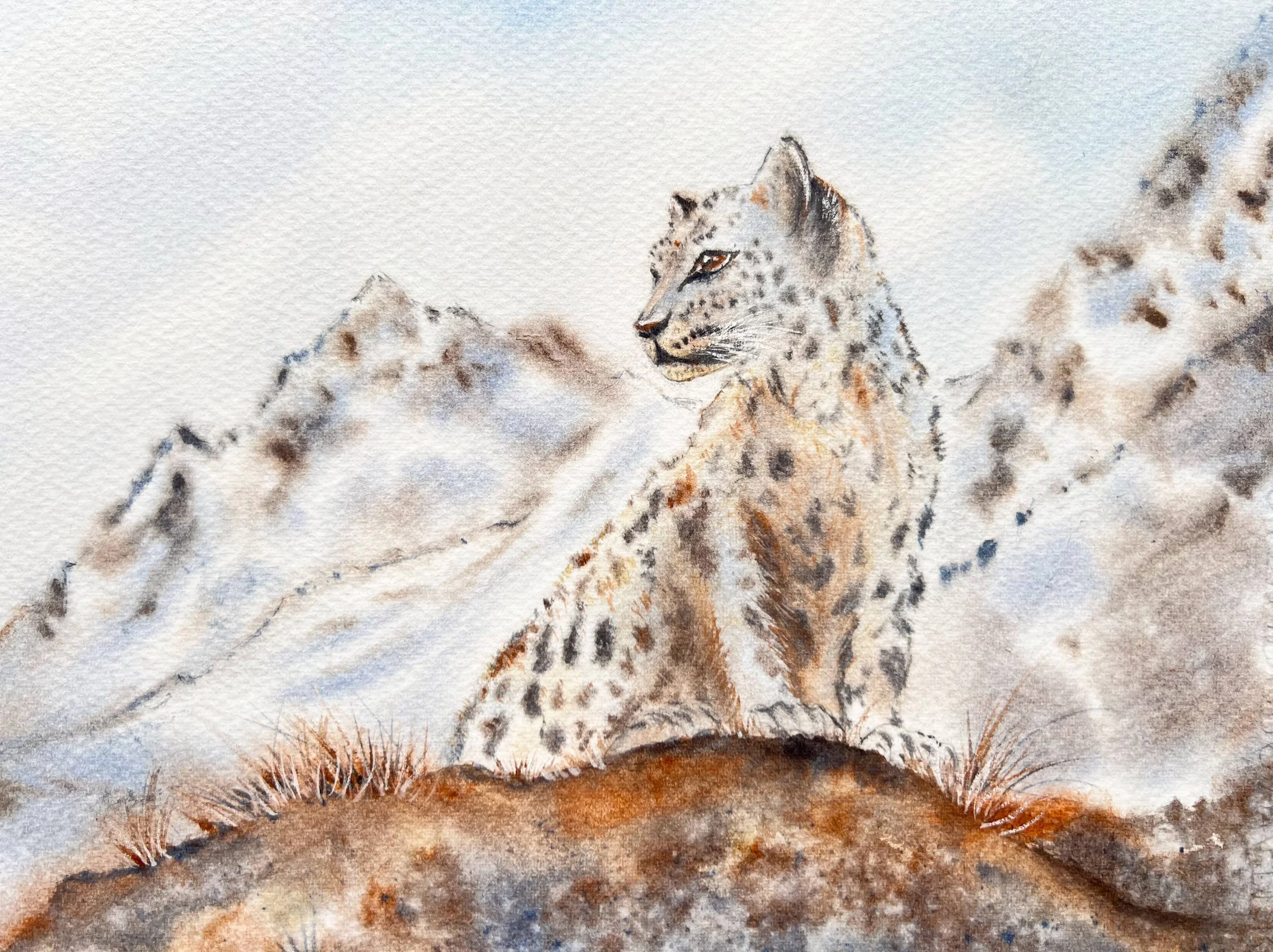 Closeup of an Original Wildlife Watercolor Painting of a Snow Leopard siting on a brown mossy cliff in front of a snowy mountain.