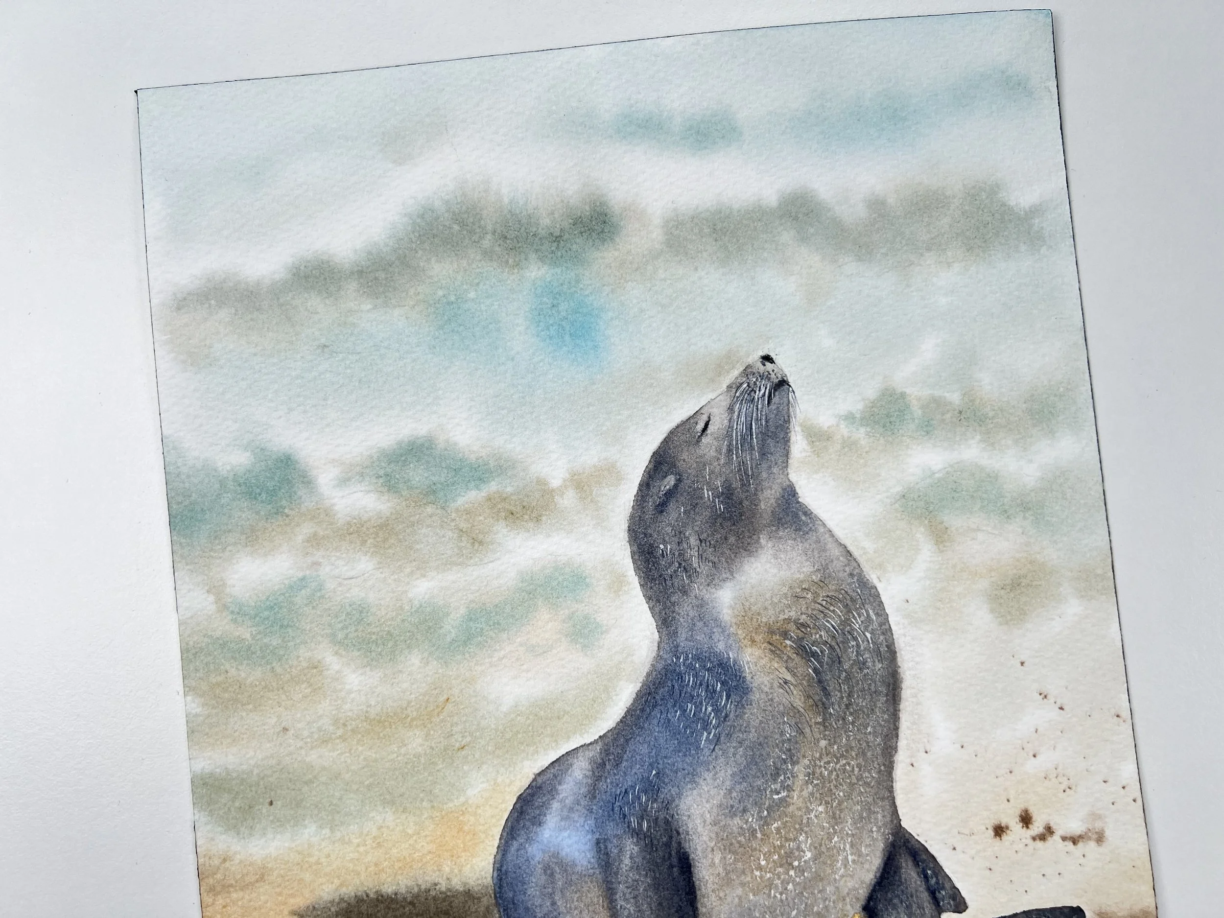 Close up of an original watercolor features a gentle Sunbathing Seal on the beach, painted in impressionistic style. Just the head is visible here
