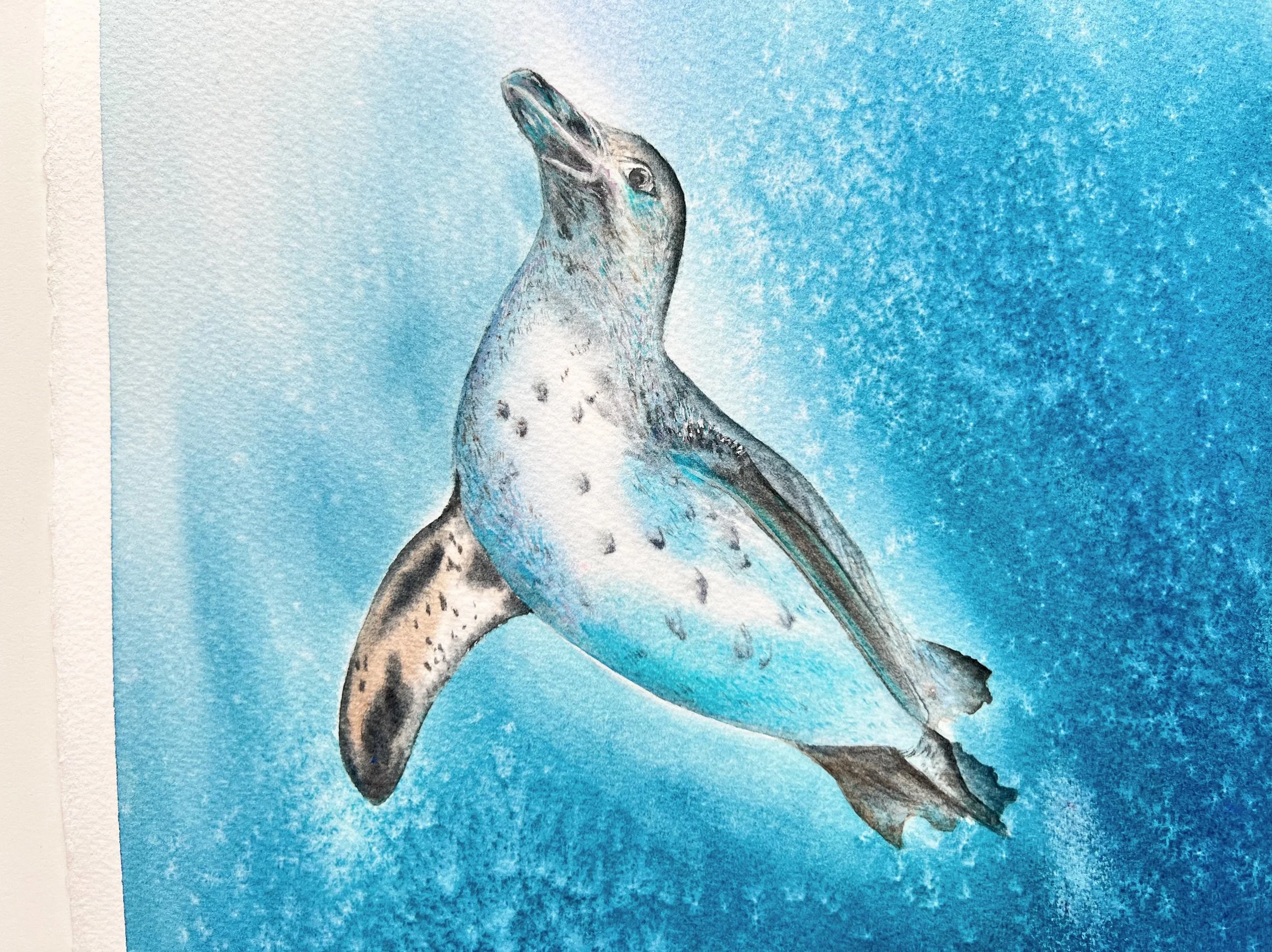 Close up from the Galapagos penguin. Here you can see only his head and body and a bit of the water around him.