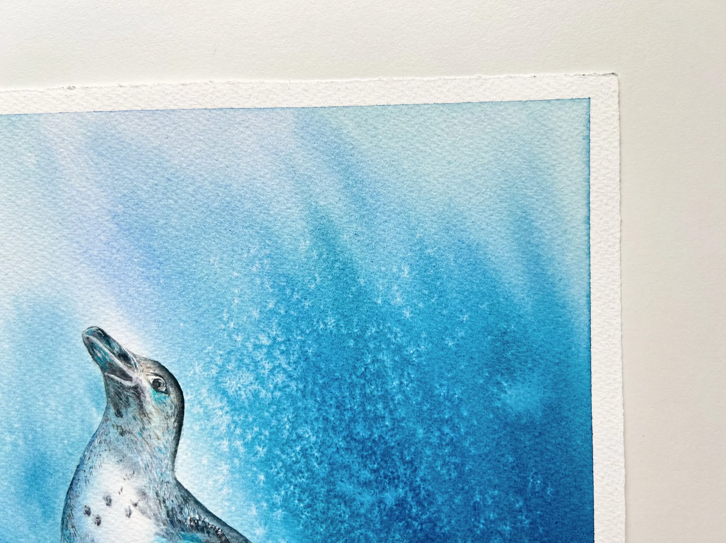 Close up from Galapagos penguin Watercolor Painting. This is the upper right corner.