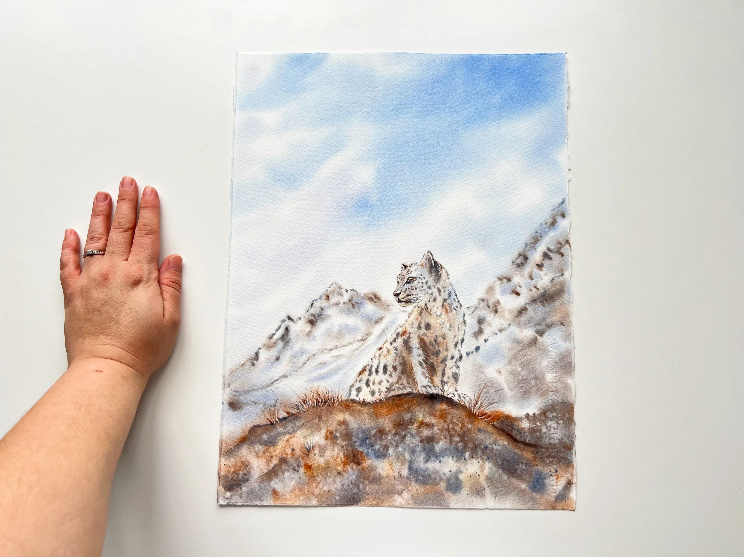This si an Original Wildlife Watercolor Painting of a Snow Leopard siting on a brown mossy cliff in front of a snowy mountain next to my hand for size