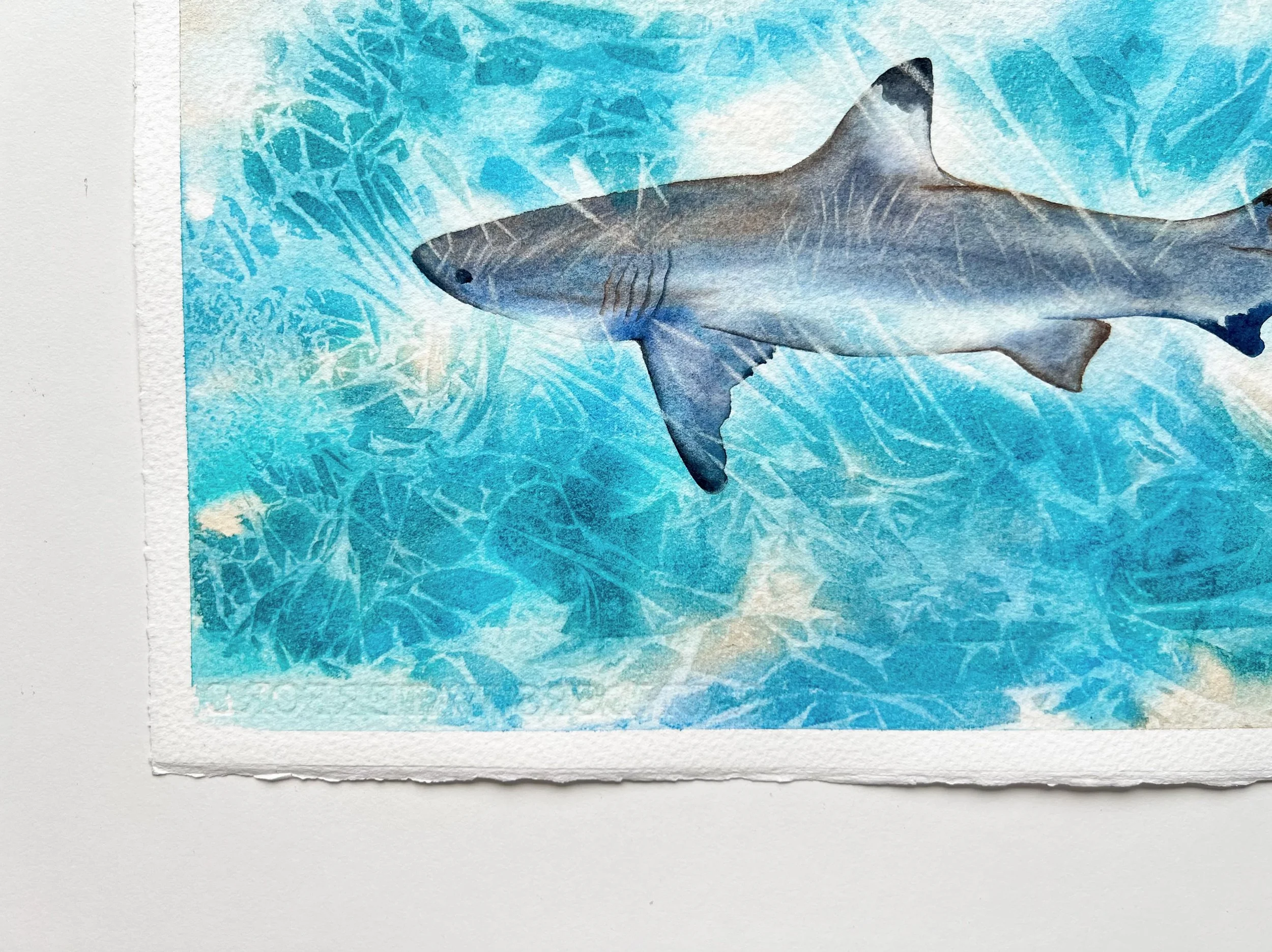 super zoomed bottom left corner of the blue shark