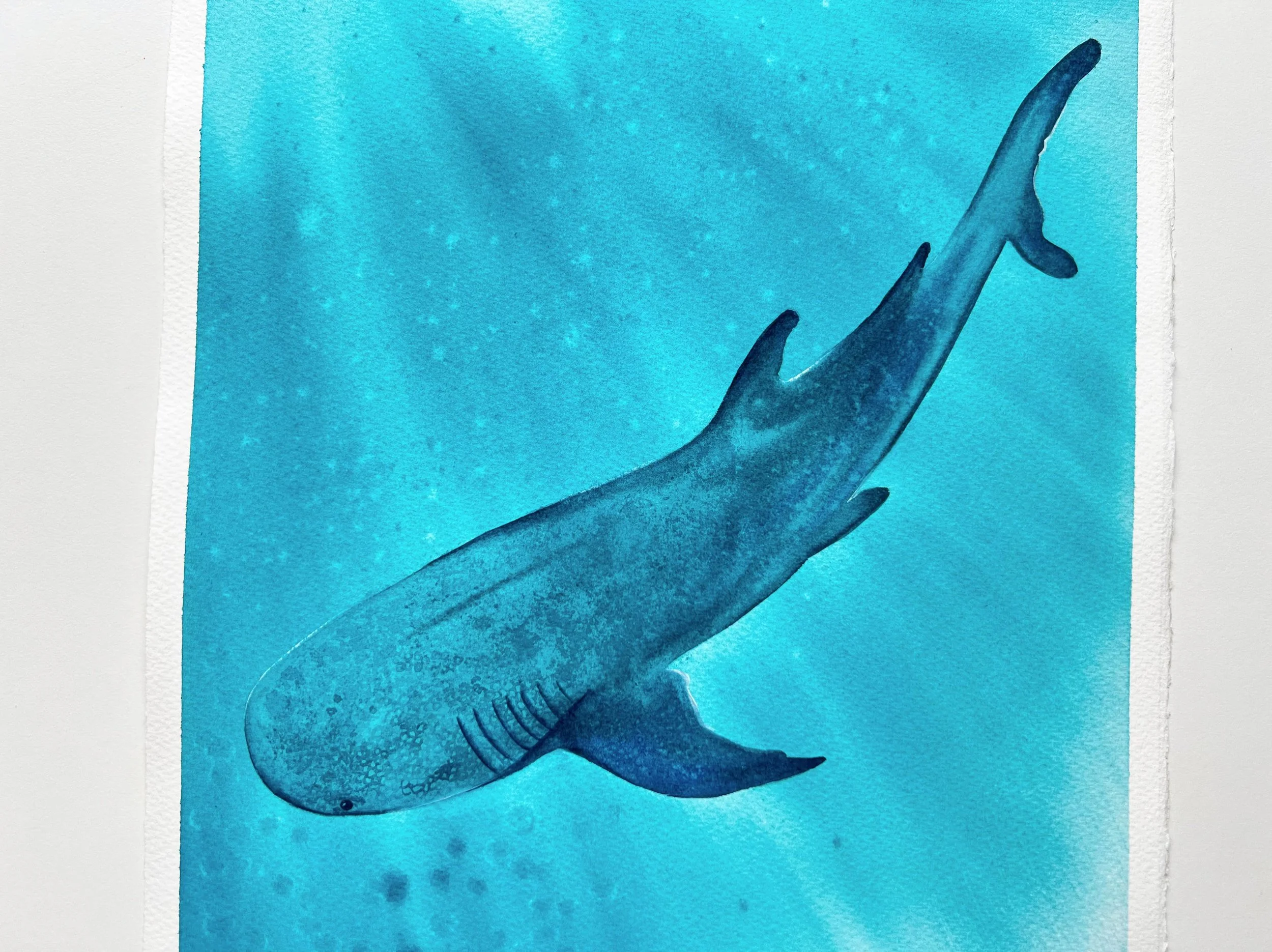 This original watercolor features the body of a gentle whale shark swimming underwater framed in a light oak frame for display purposes only.