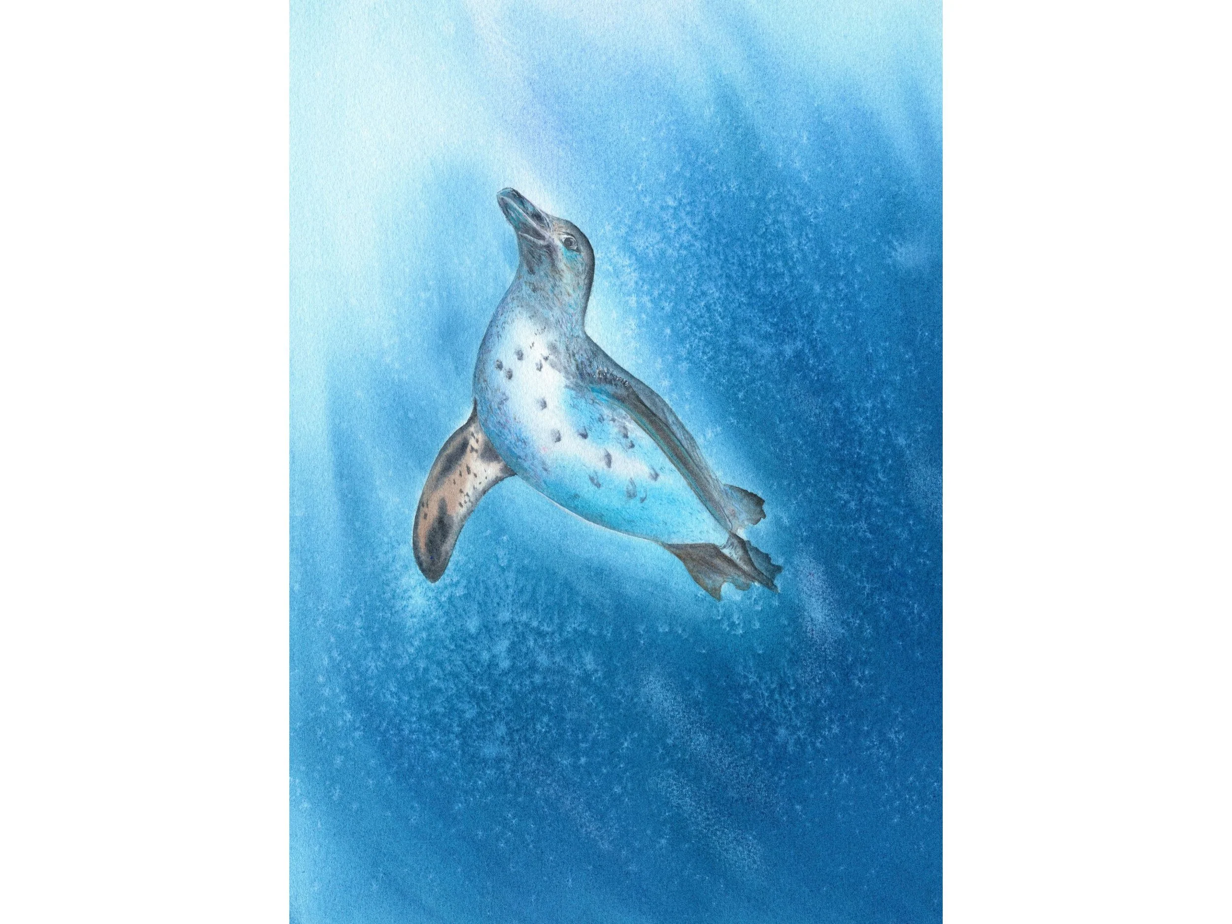 Galapagos Penguin Fine Art Print Wildlife Watercolor Wall Art Coastal Animal Decor Archival Fine Art Nature Artwork.jpg