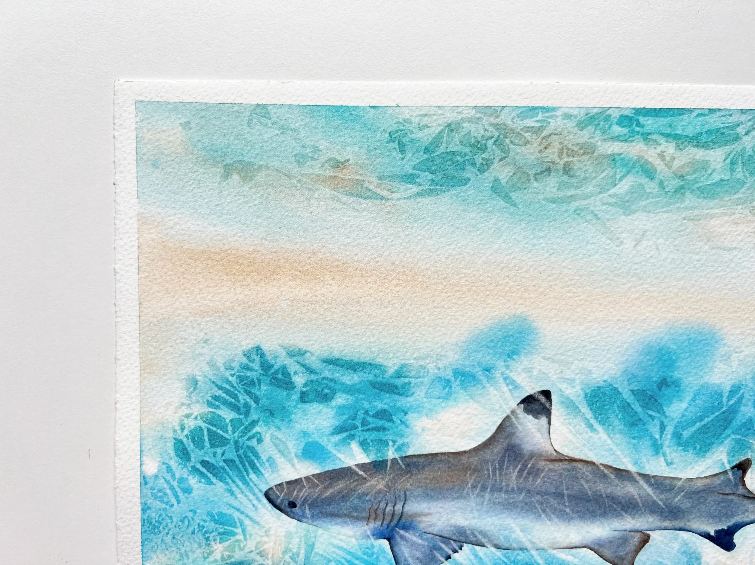super zoomed top left corner of the blue shark