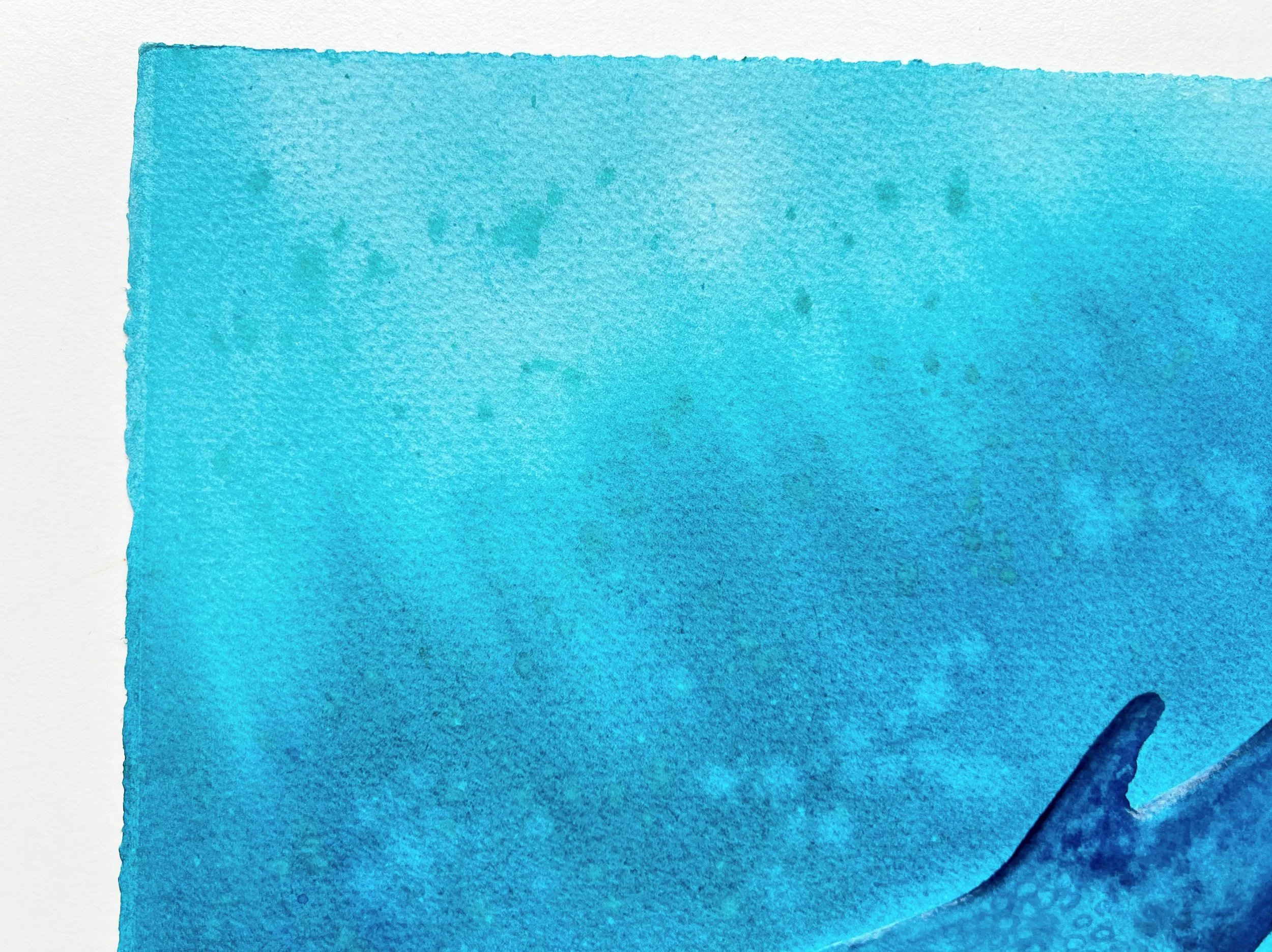 A closeup of the top fin of a whale shark swimming underwater and the entire top left corner.