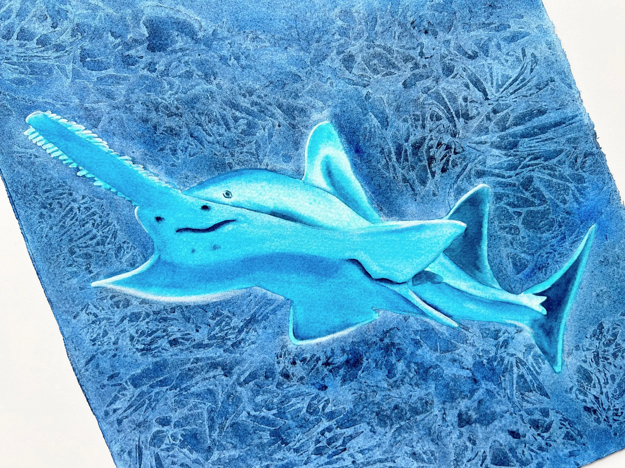 Close up of Original Watercolor Painting of a Carpenter Shark ( Sawfish)