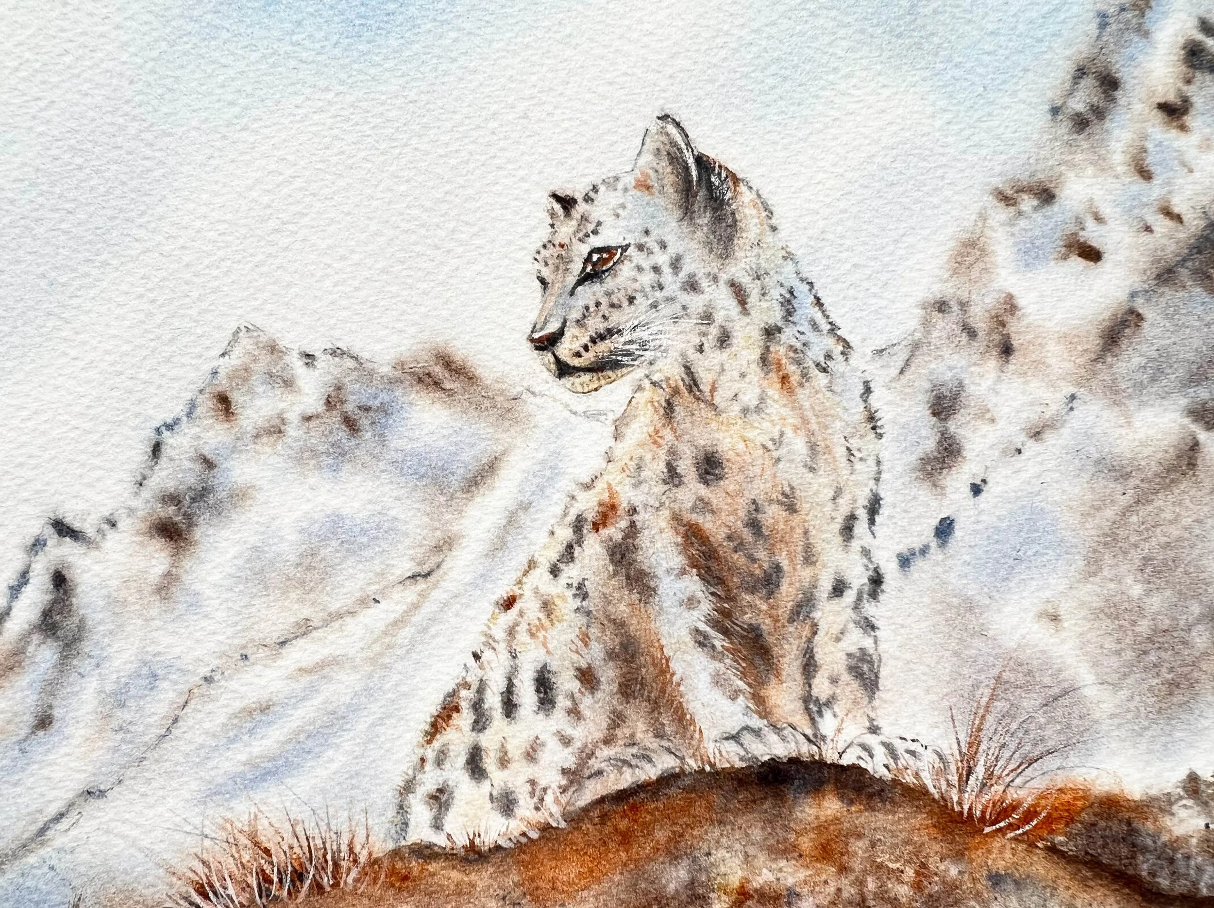Closeup of an Original Wildlife Watercolor Painting of a Snow Leopard siting on a brown mossy cliff in front of a snowy mountain.