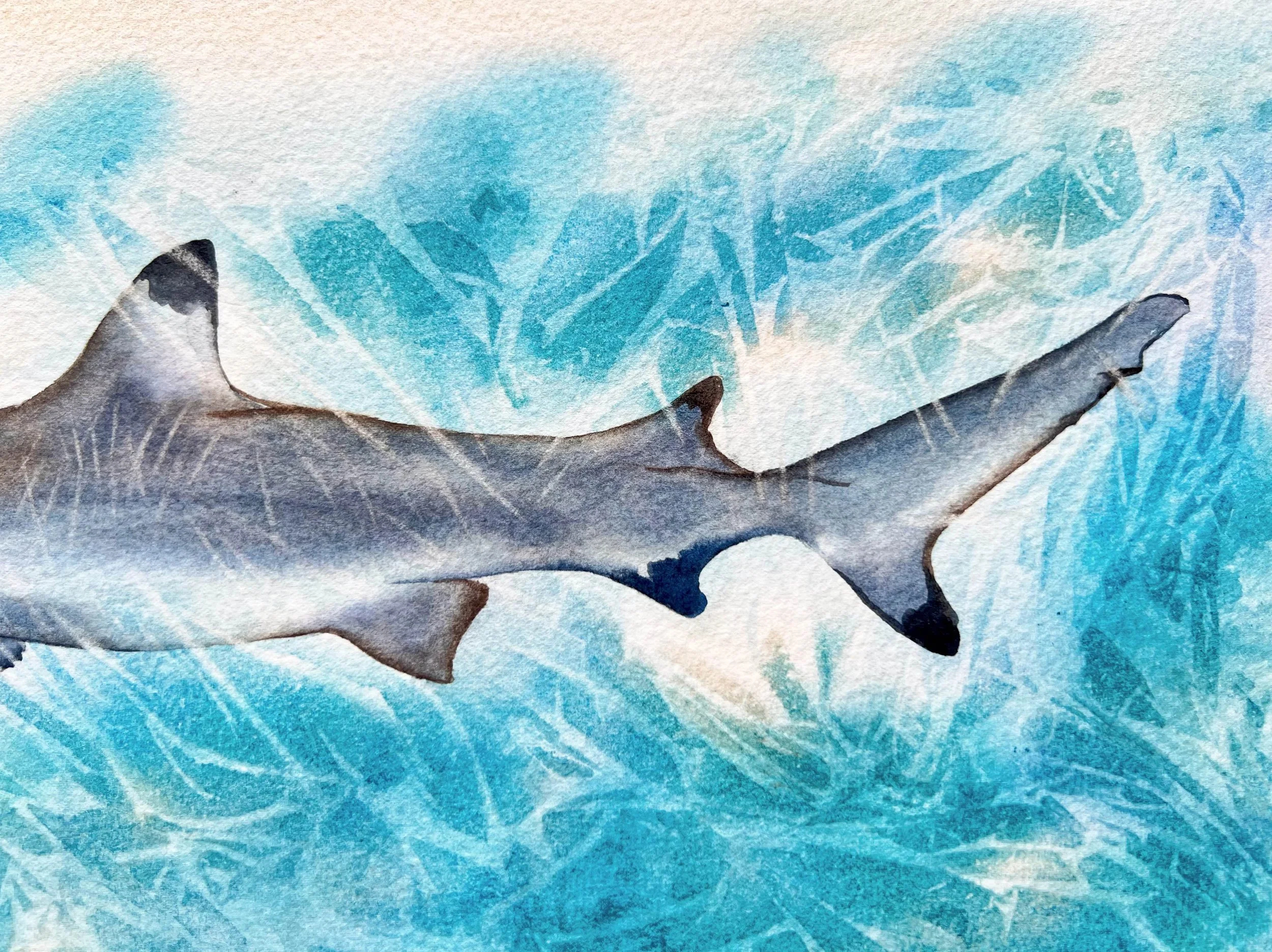 Close up from the Sunlit Shark - Original Watercolor Painting of a Blue Shark
