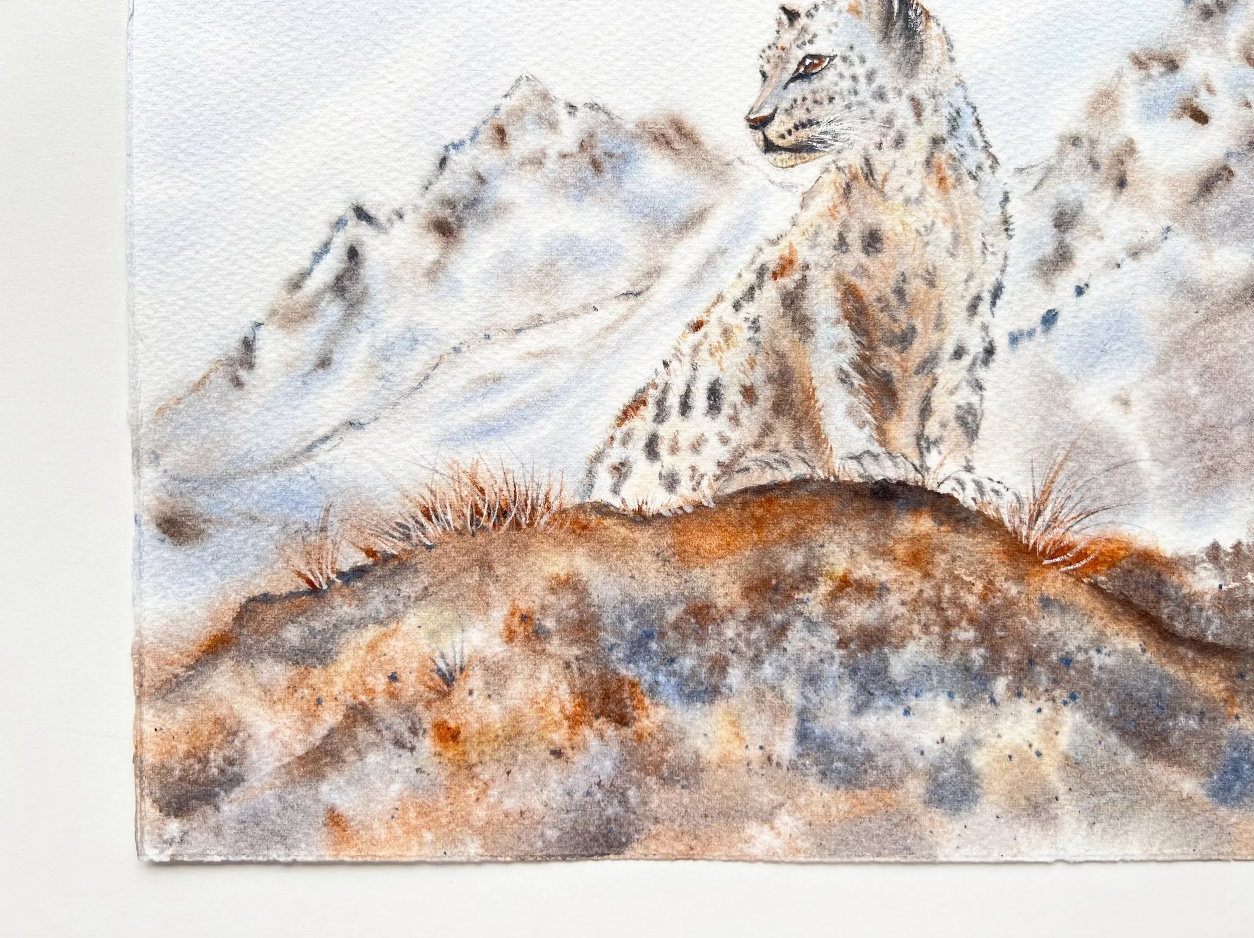 Closeup of an Original Wildlife Watercolor Painting of a Snow Leopard siting on a brown mossy cliff in front of a snowy mountain. Bottom left corner