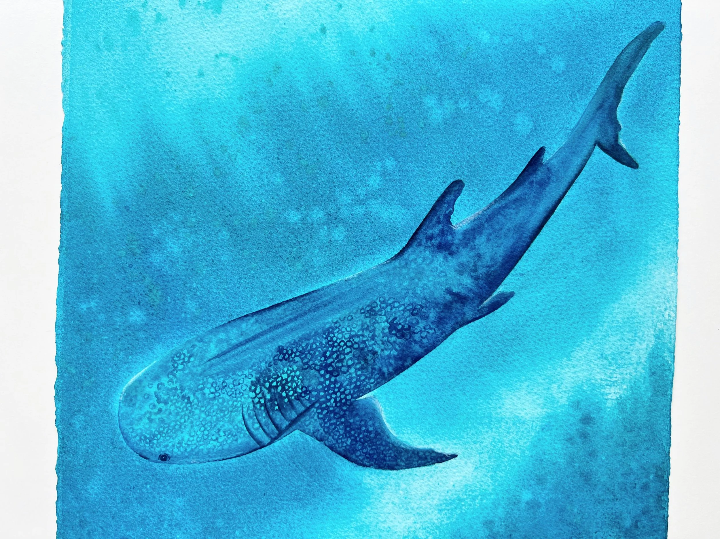 A closeup of the body of a whale shark swimming underwater.
