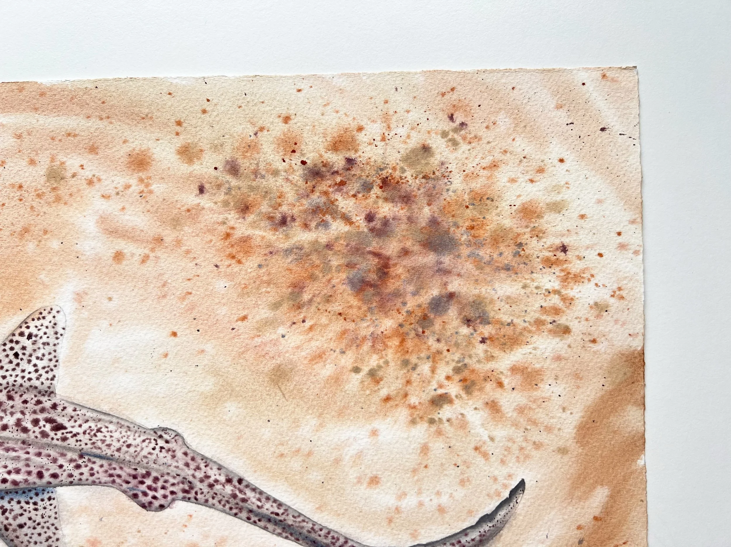 Close up of Leopard Shark. You can see the top right corner of the painting.