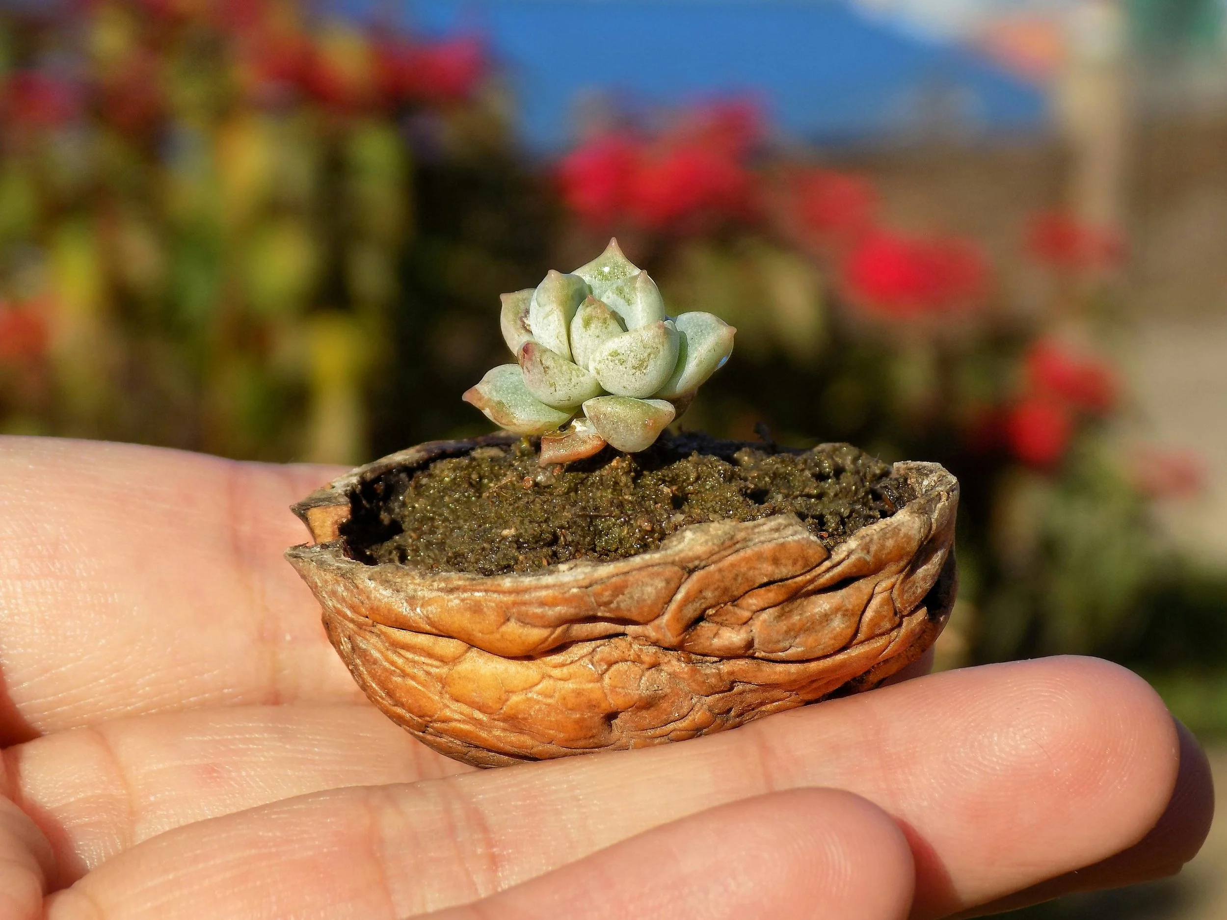 tiny succulent plant in the palm of a hand