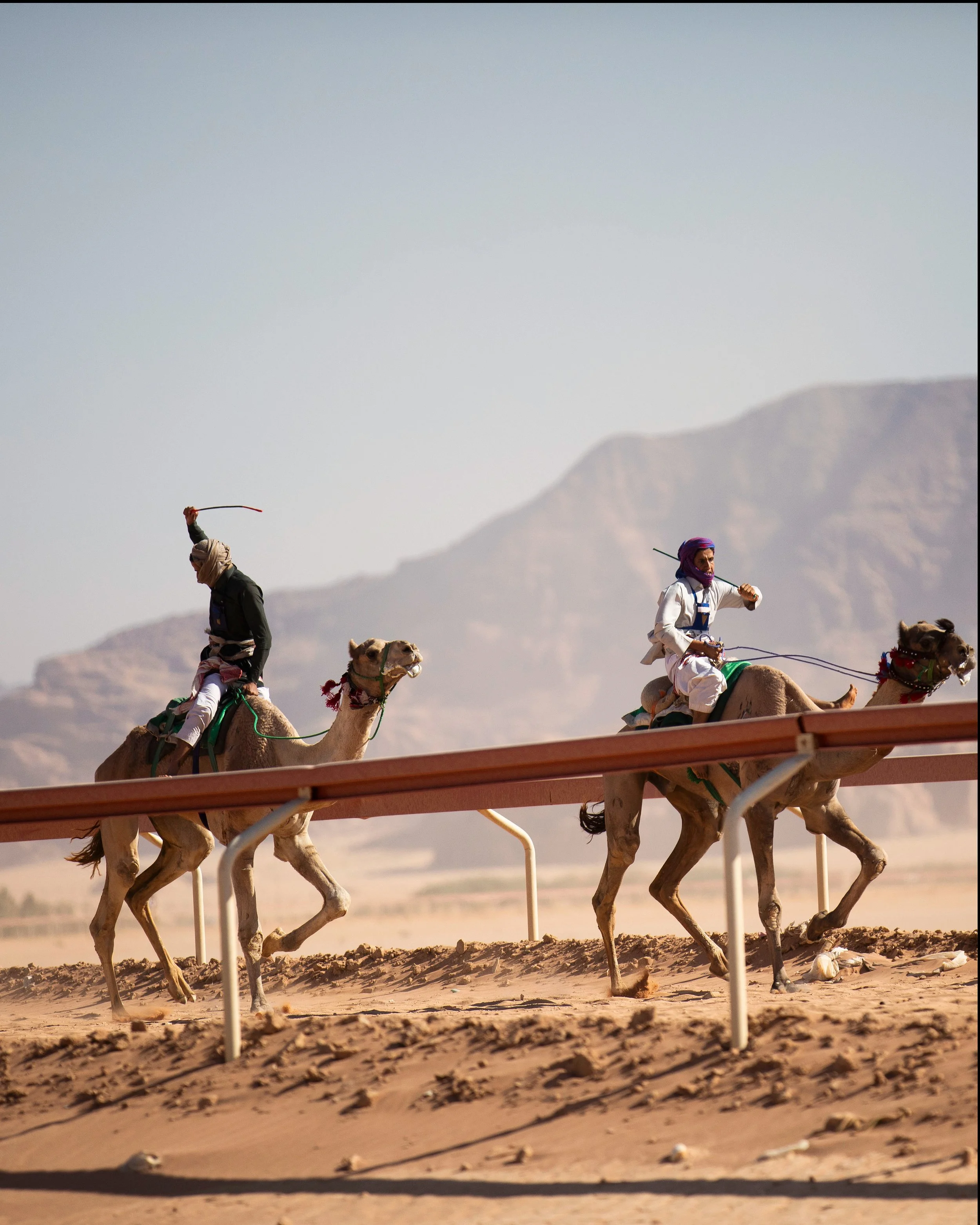 CamelRace5.jpg
