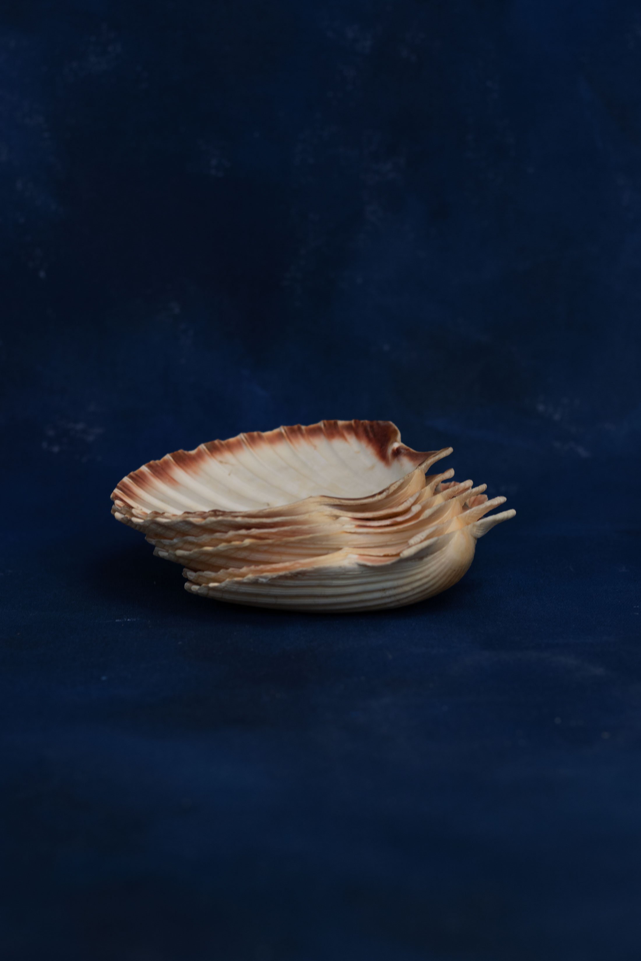 Shell-Plates-(Set-of-6)-2.jpg