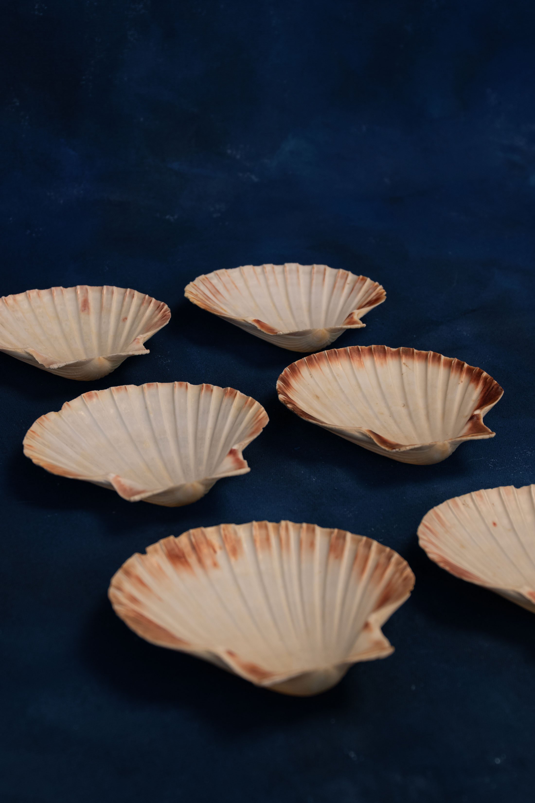 Shell-Plates-(Set-of-6)-3.jpg