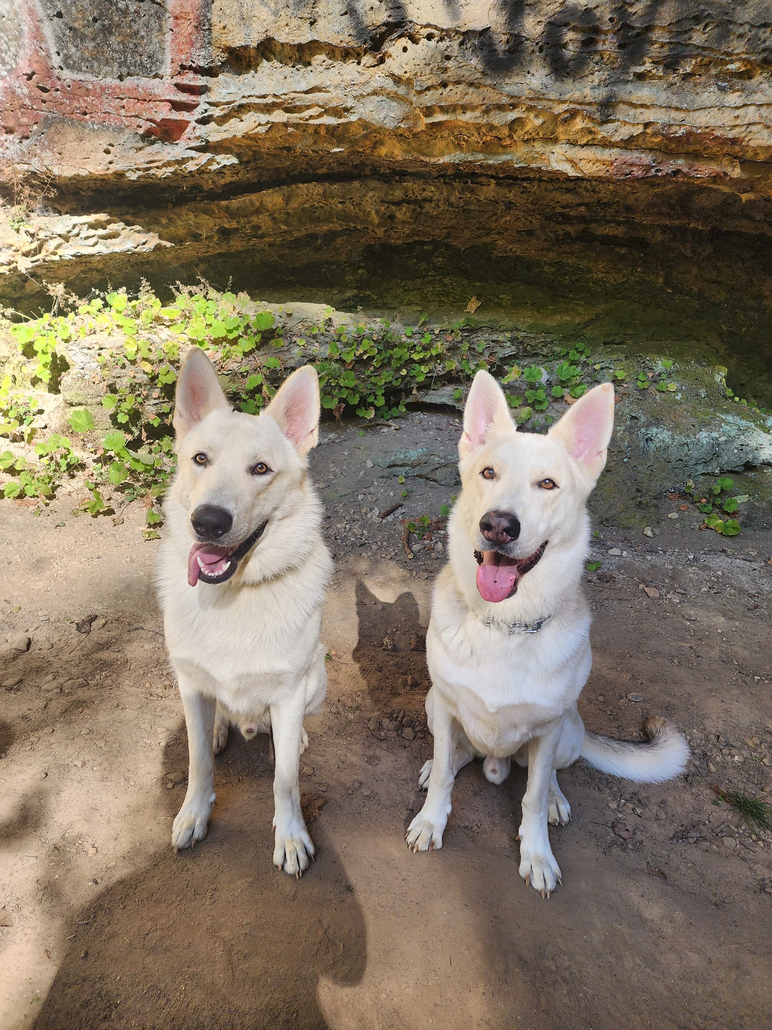 Two white German Shepherd dogs at Holiday Hills Resort on Lake Barkley, sitting outdoors in front of a rocky background with green plants, both looking at the camera with their tongues out.