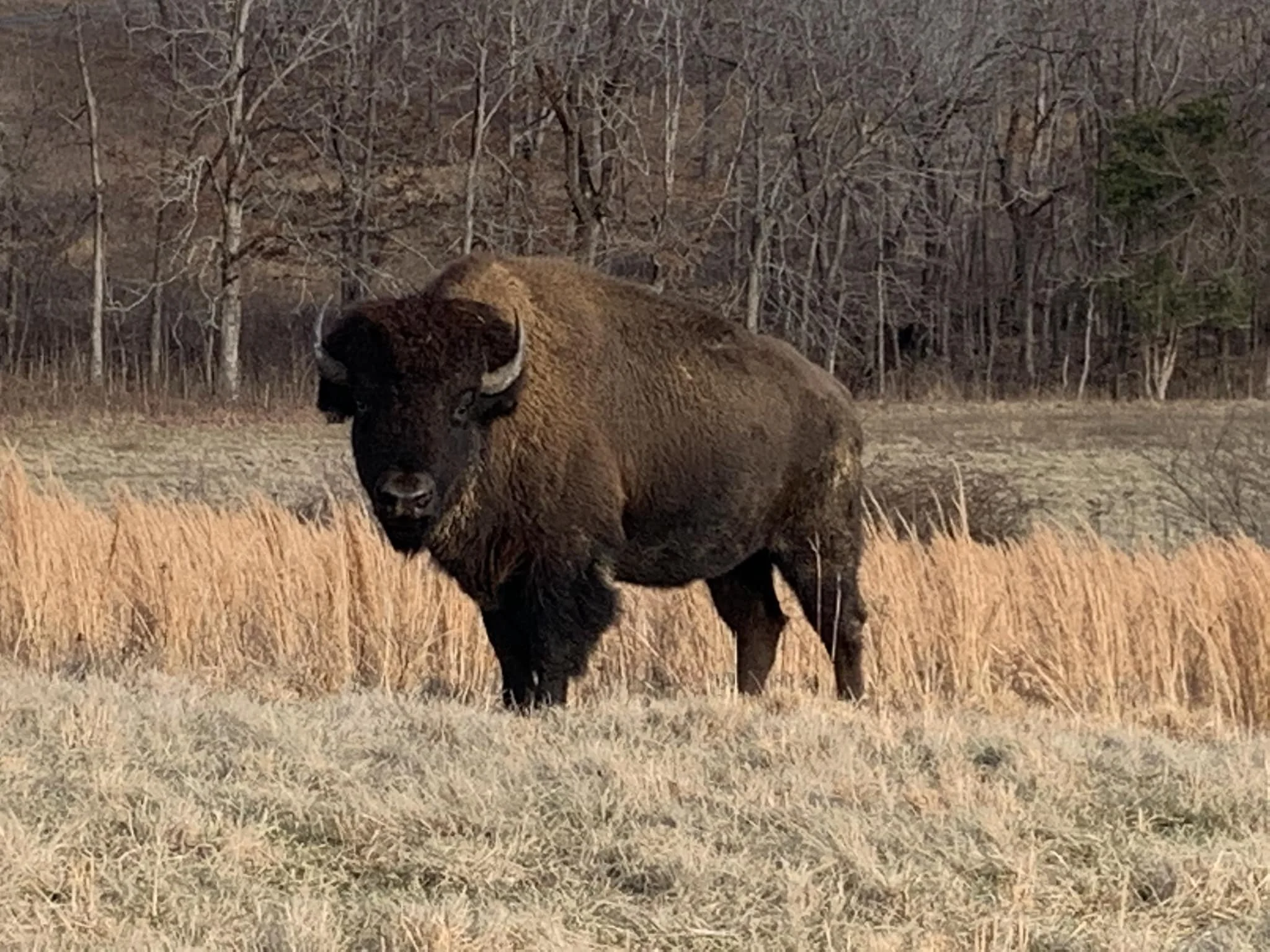 Bison at the elk & bison prairie at land between the lakes near holiday hills resort