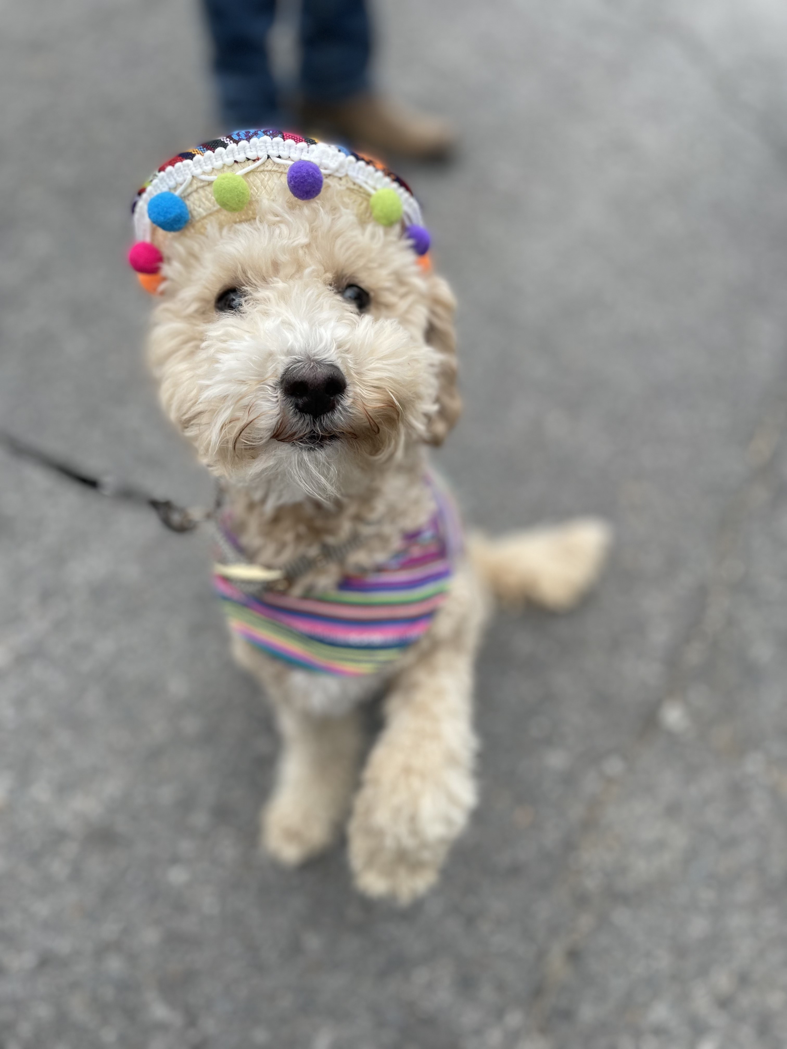 Even our dogs get involved in themed weekends at Holiday Hills Resort on Lake Barkley, being super Pet Friendly.