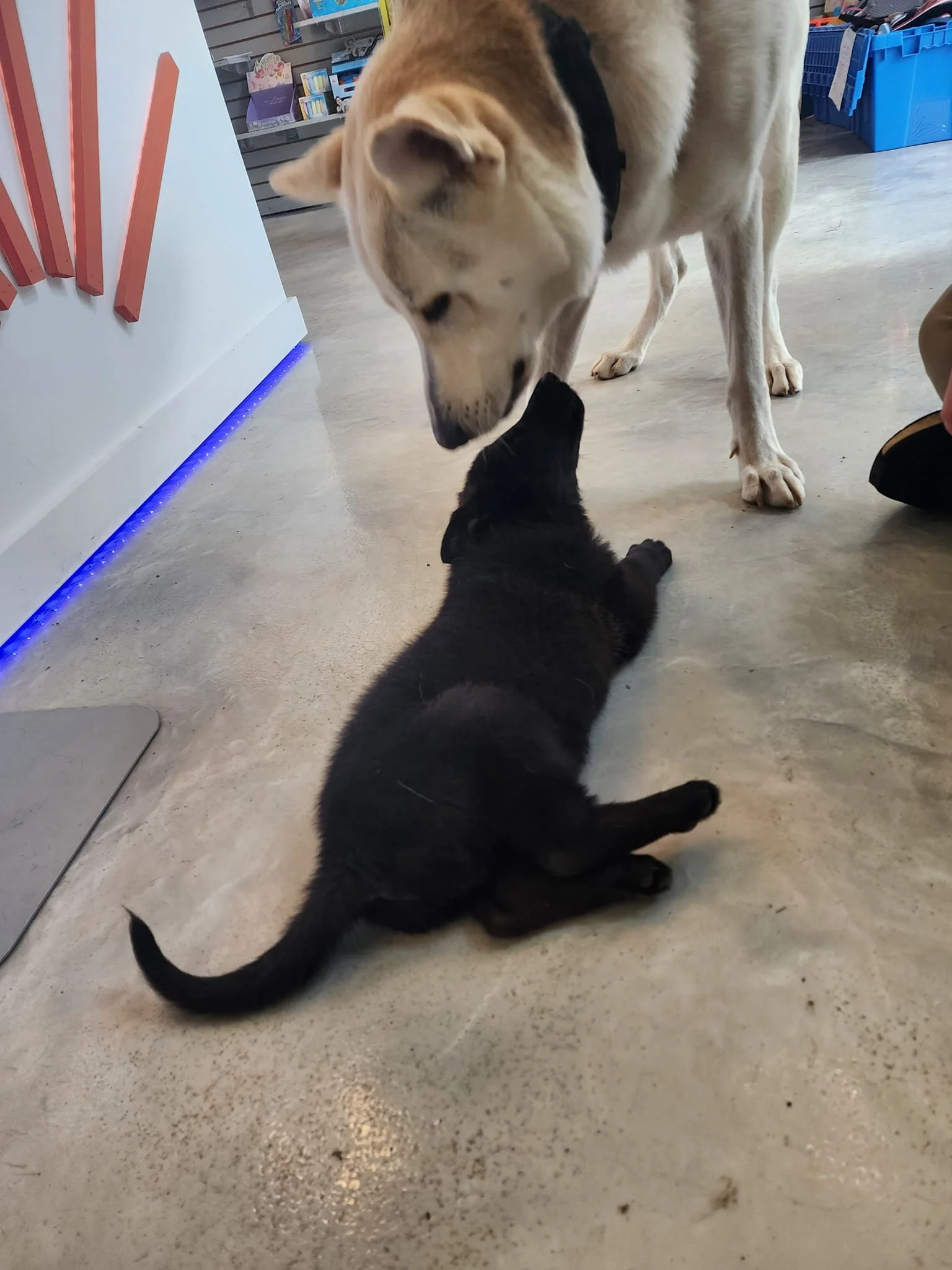 A large tan and white dog gently gazes at a small black puppy lying on a concrete floor in pet friendly Stoval Springs Cafe at Holiday Hills Resort on Lake Barkley.