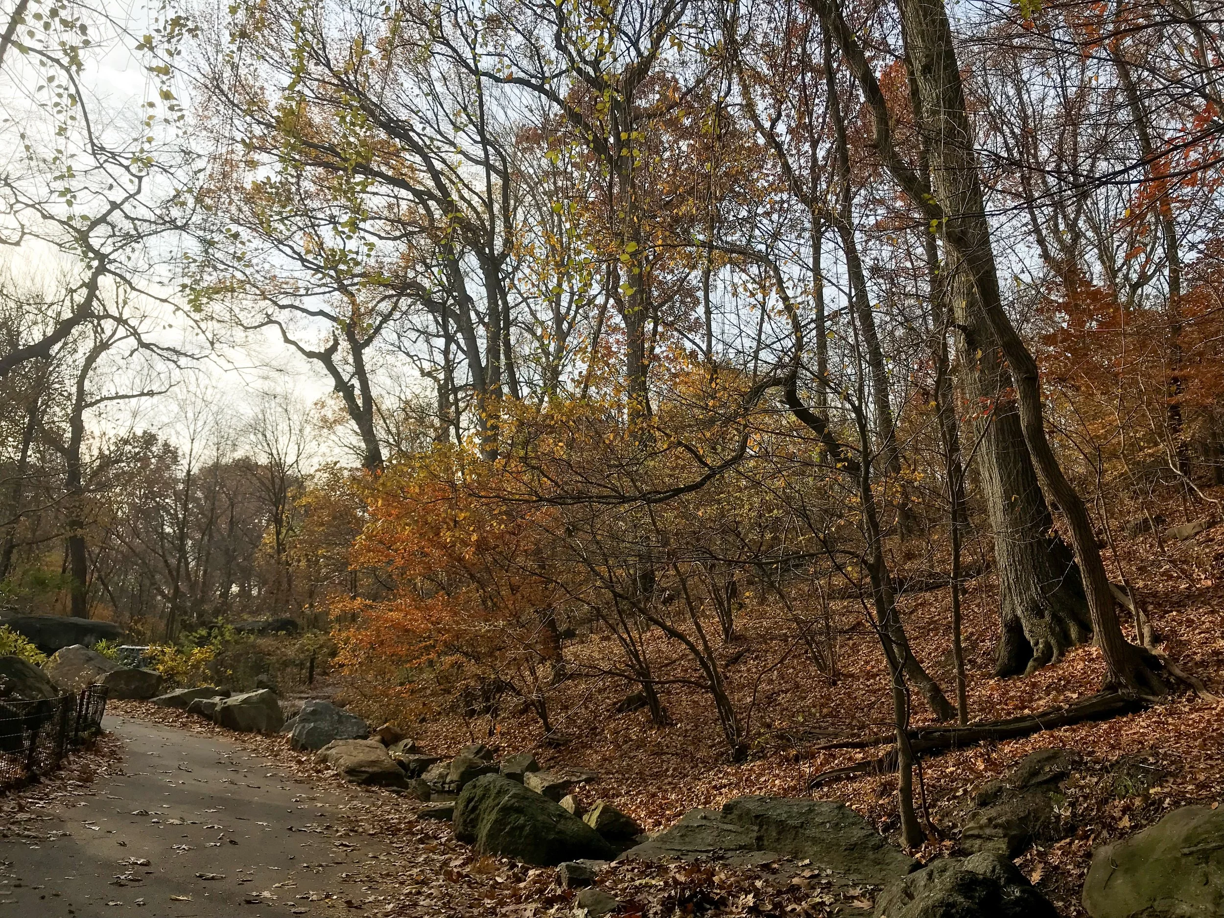 Central Park Autumn 2.JPEG