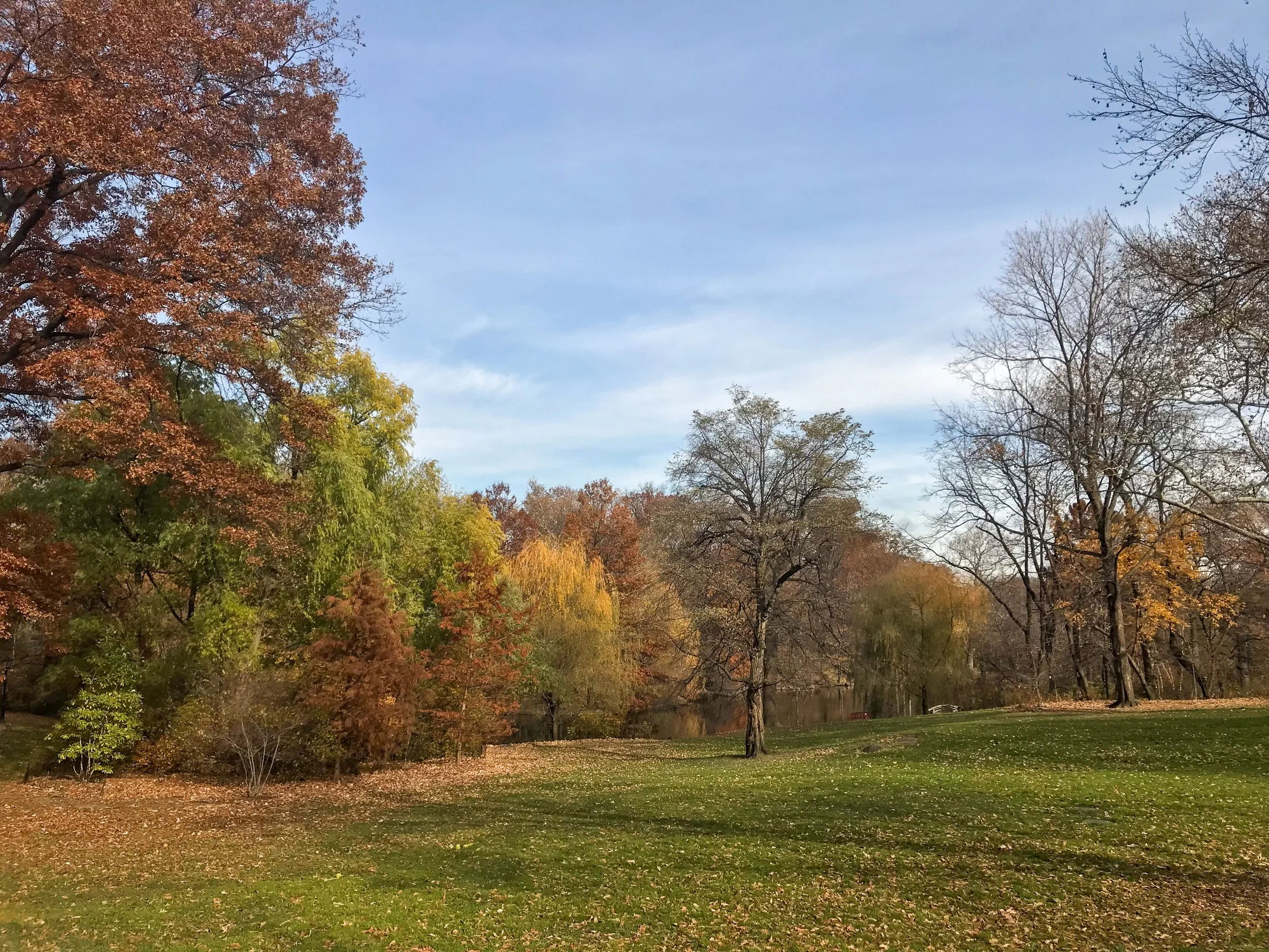 Central Park  Autumn 1.JPEG