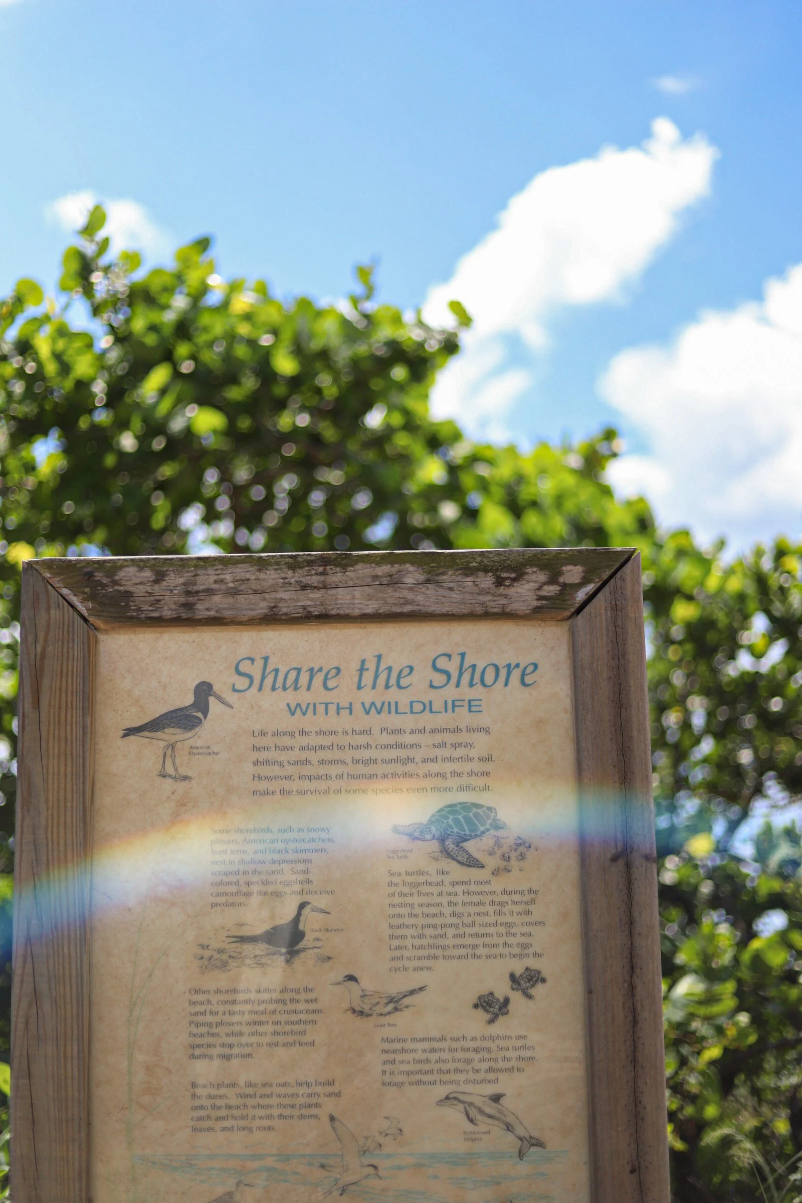 Anna Maria Island 1.JPEG