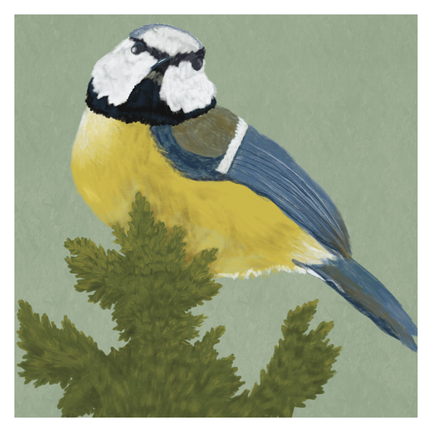 Blue Tit Art Print