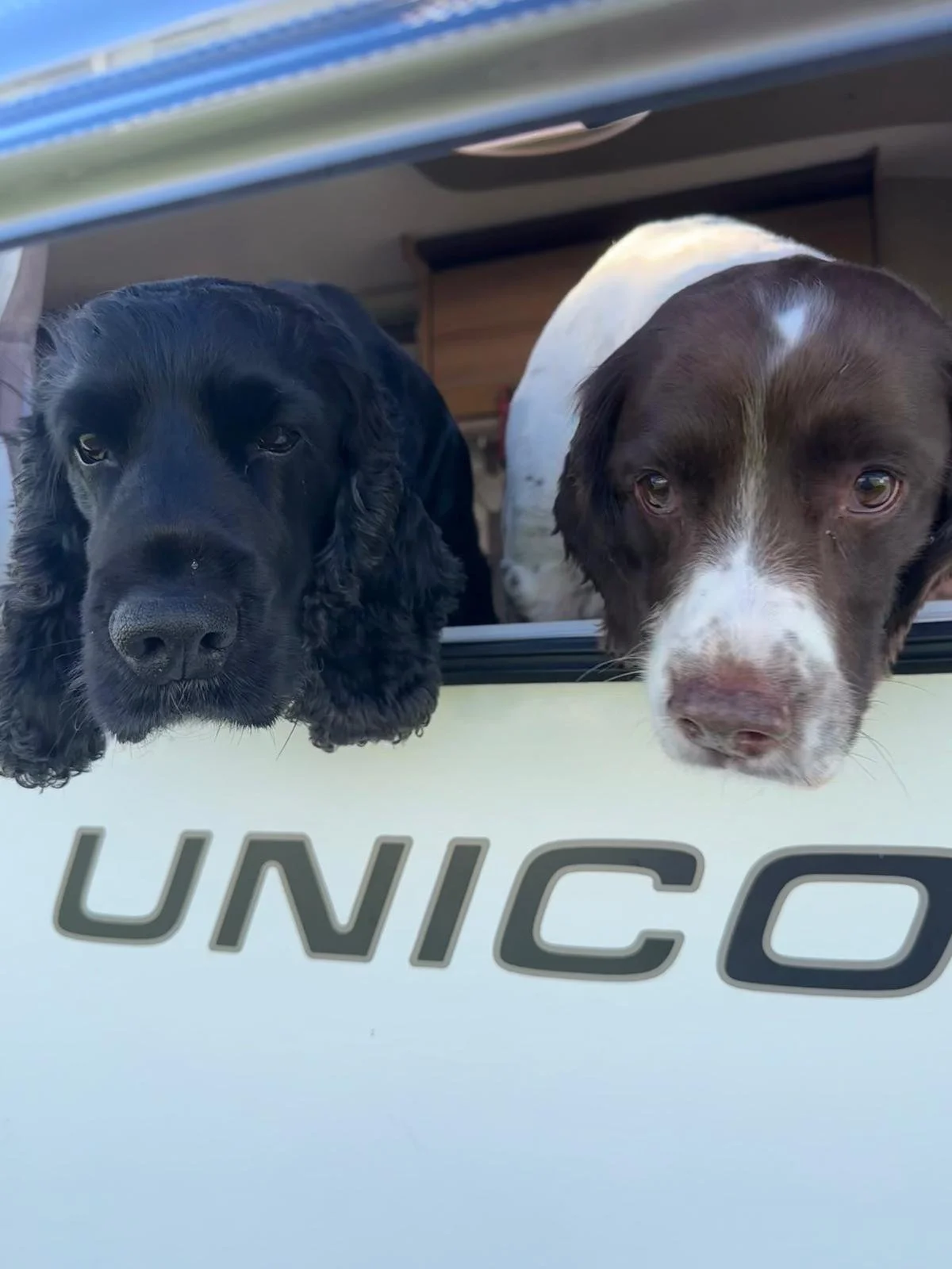 Louise Hughes Spaniels on holiday