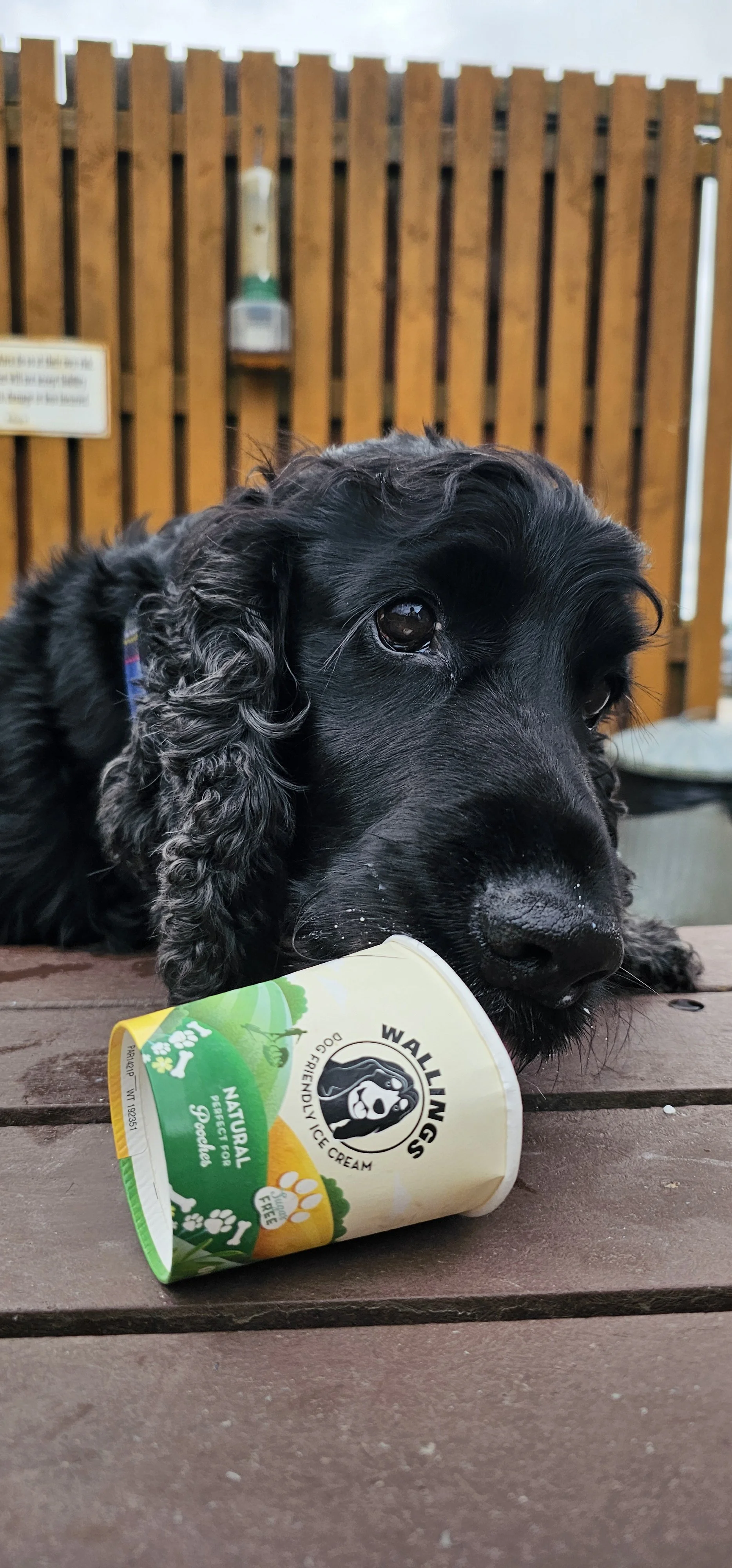 Doggy Ice Cream