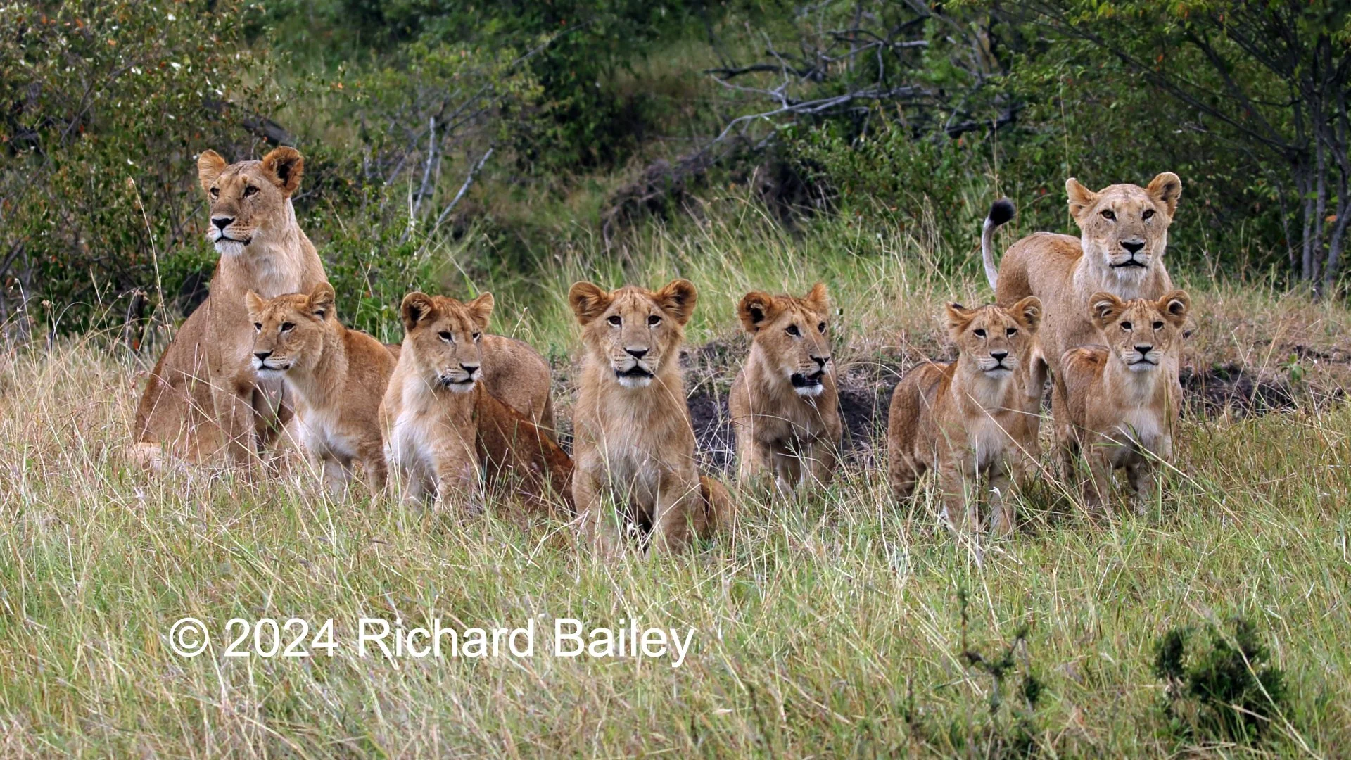 A pride of eight lions lies on dry savanna staring directly into the camera.