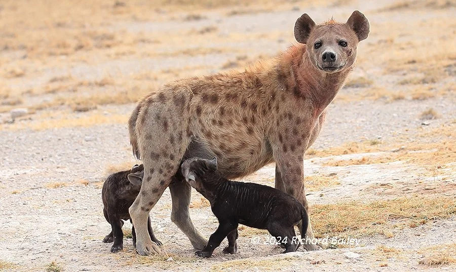 A hyena nurses two cubs in a dry, open landscape near their den.