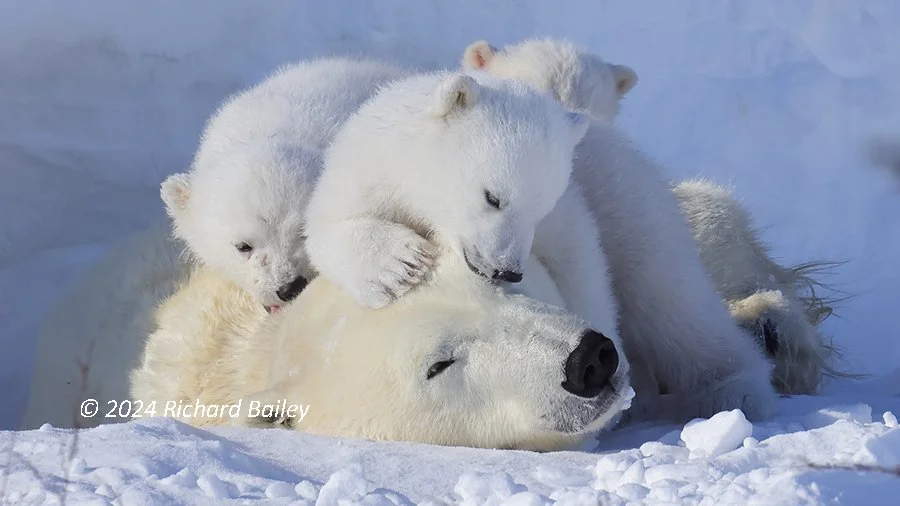 A polar bear mother lies in the snow with three cubs cuddled on top of her.