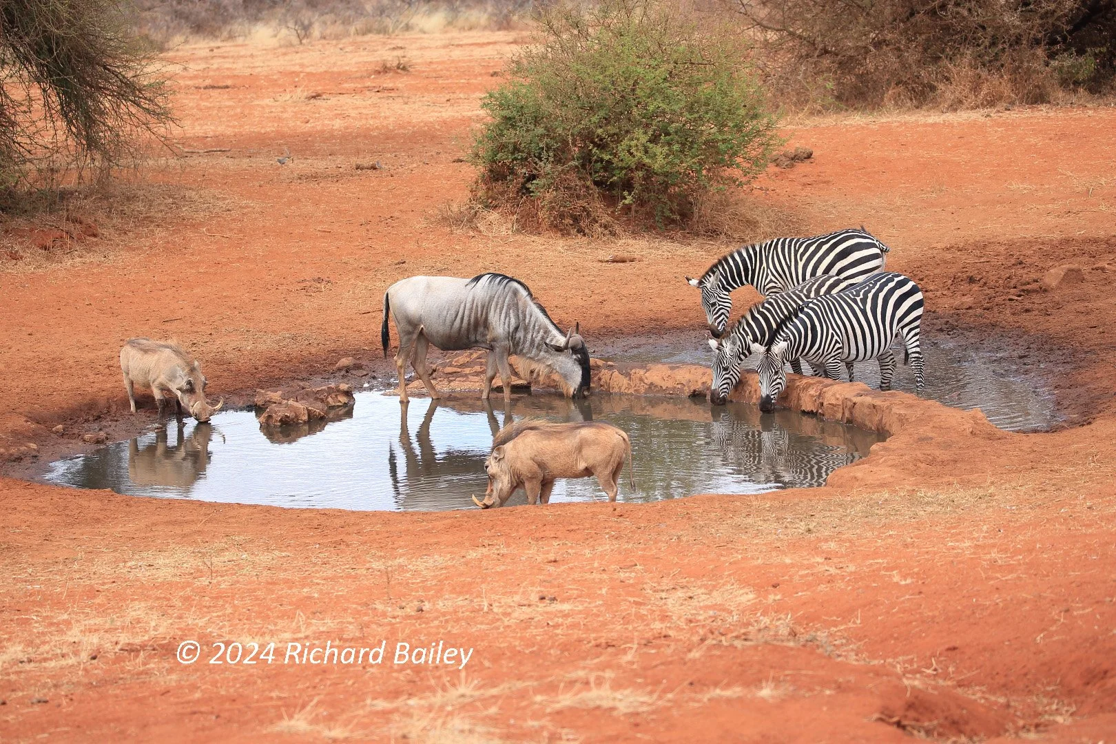 Zebras, wildebeest, and warthogs drinking from a waterhole in a dry, reddish landscape.