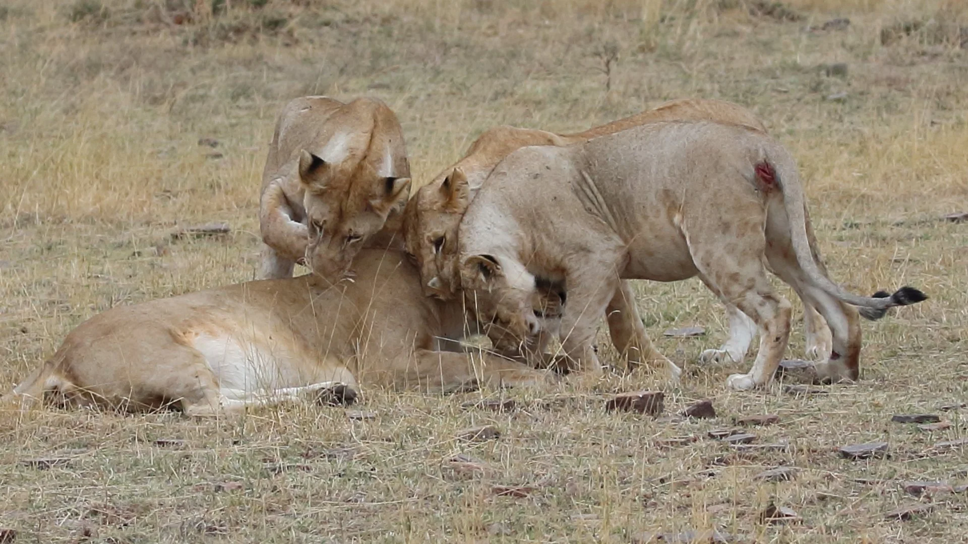 Three lions, two standing and one lying on the ground, interacting on a grassy plain in a savannah environment showing their respect for Mom.