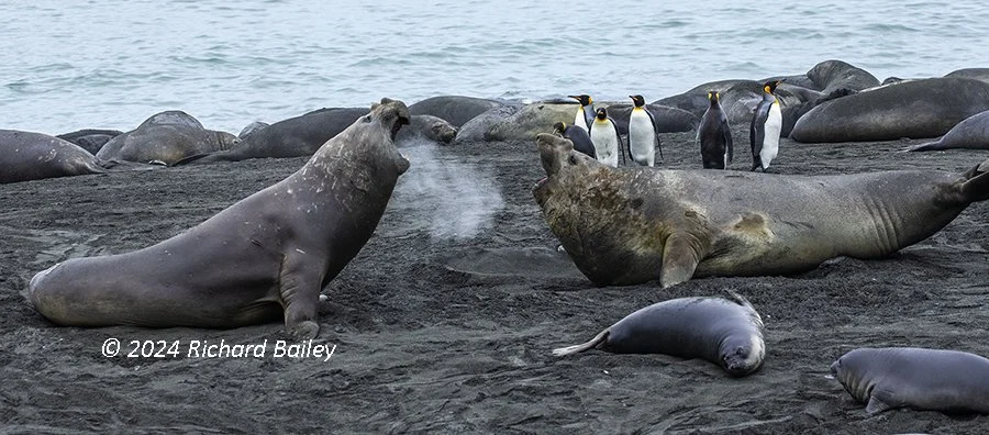 Two enormous southern elephant seals confront each other on a beach while penguins look on from behind.