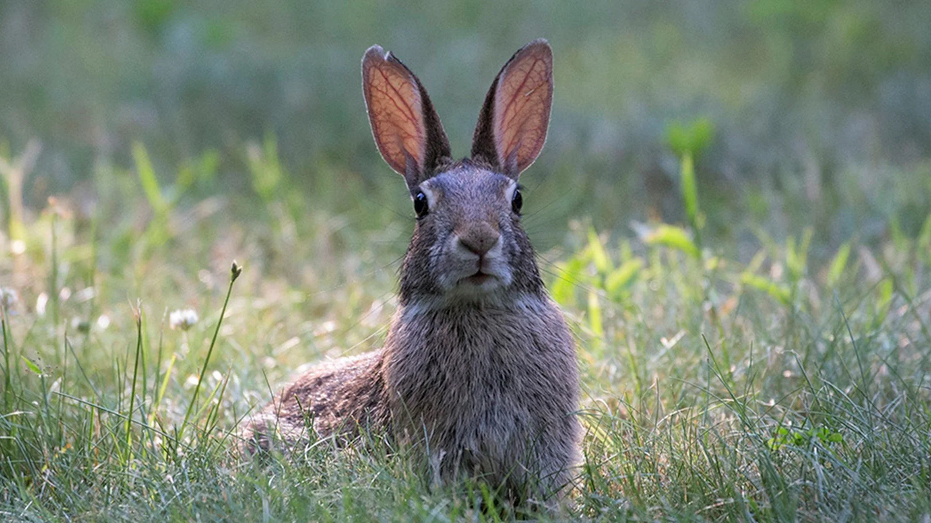 Close-up of a rabbit sitting in a grassy field.