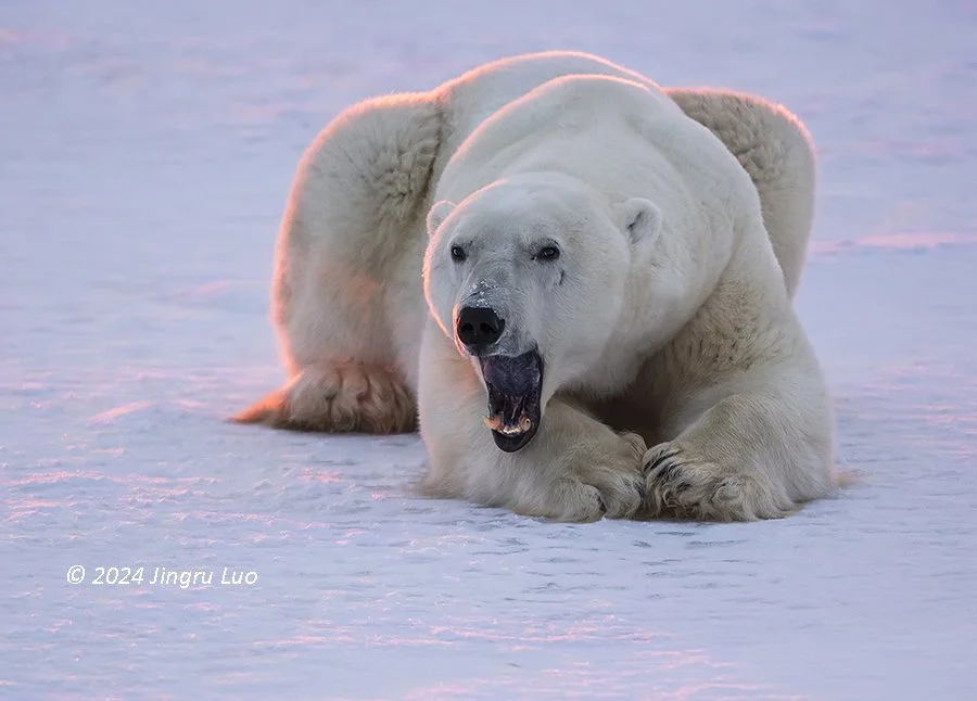A polar bear lies in the snow with its mouth wide open in a yawn, backlit by low Arctic light.