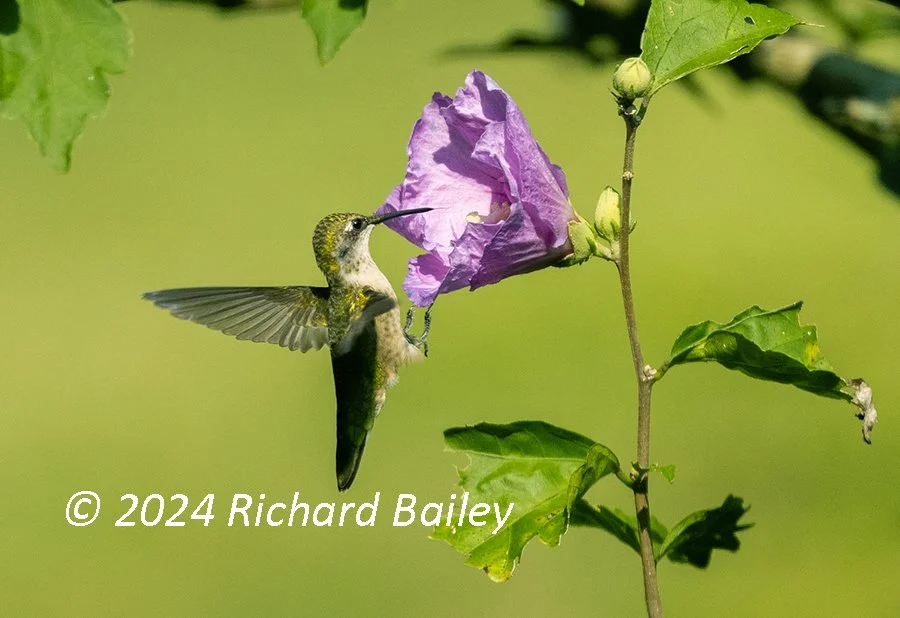 Hummingbird buzzes around rose of sharon tree