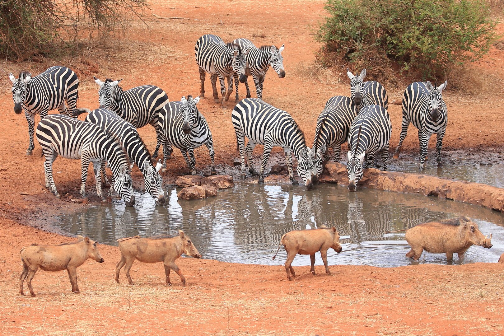 A group of zebras drinking water from a waterhole in a dry, reddish landscape with some bushes in the Serengetti. A few warthogs are also near the water.