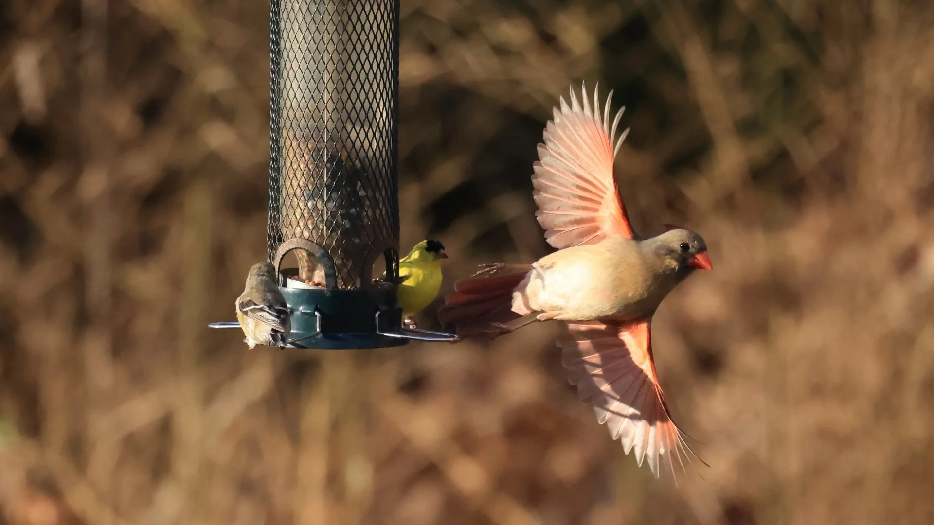 Birds at a feeder with one in flight, including a northern cardinal and two others.